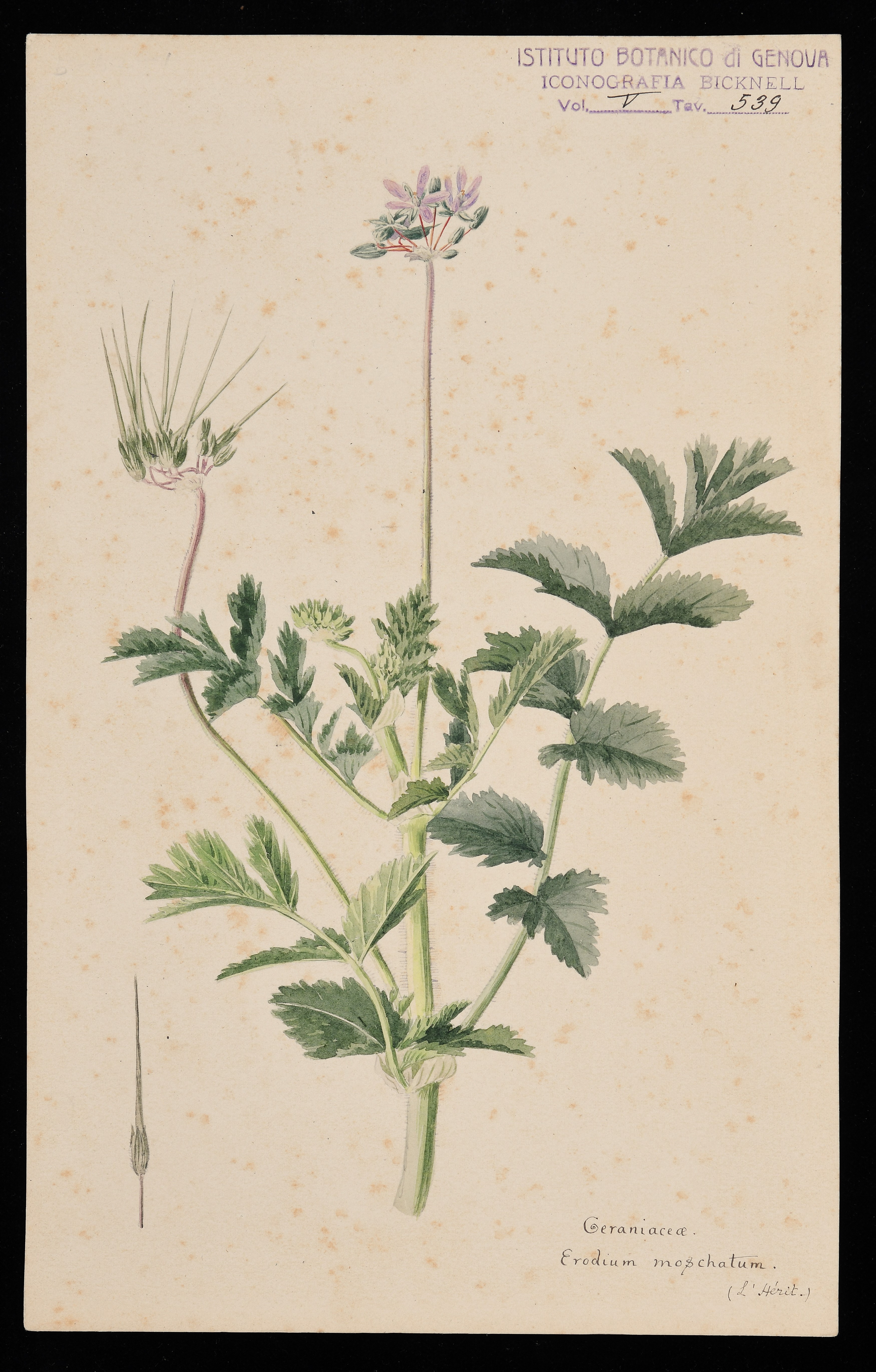 disegno, serie di Bicknell Clarence - ambito inglese (XIX)