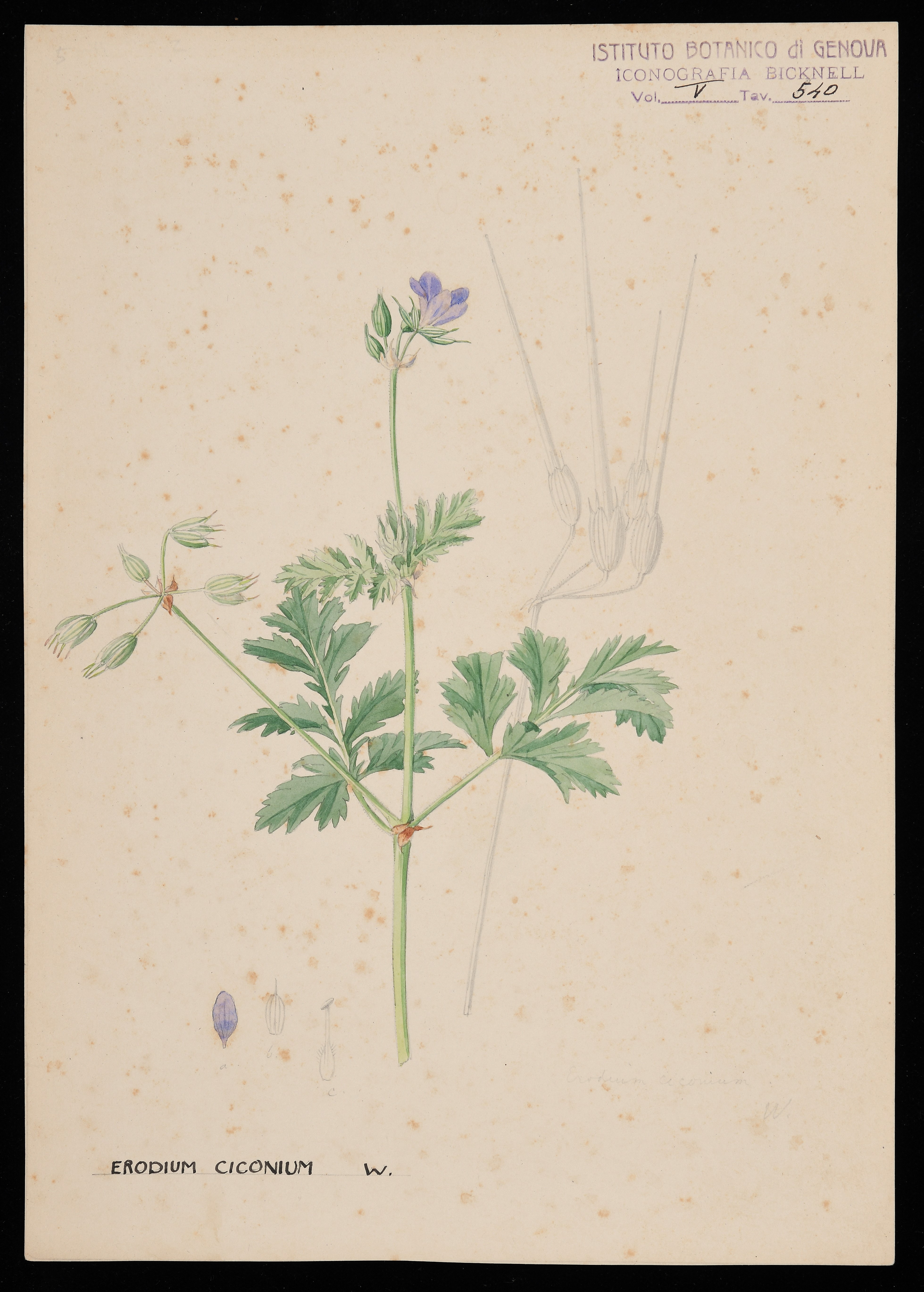 disegno, serie di Bicknell Clarence - ambito inglese (XIX)