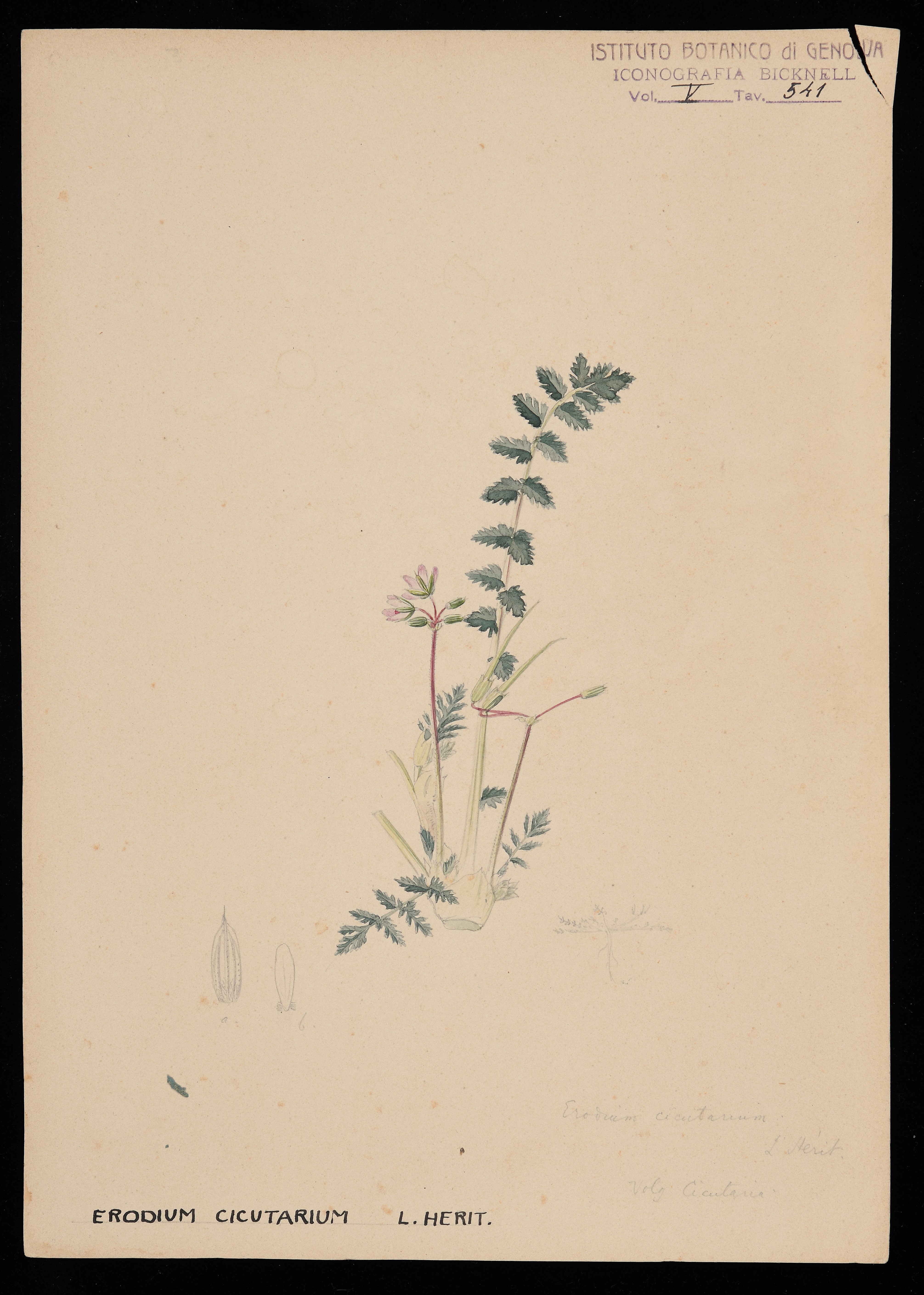 disegno, serie di Bicknell Clarence - ambito inglese (XIX)