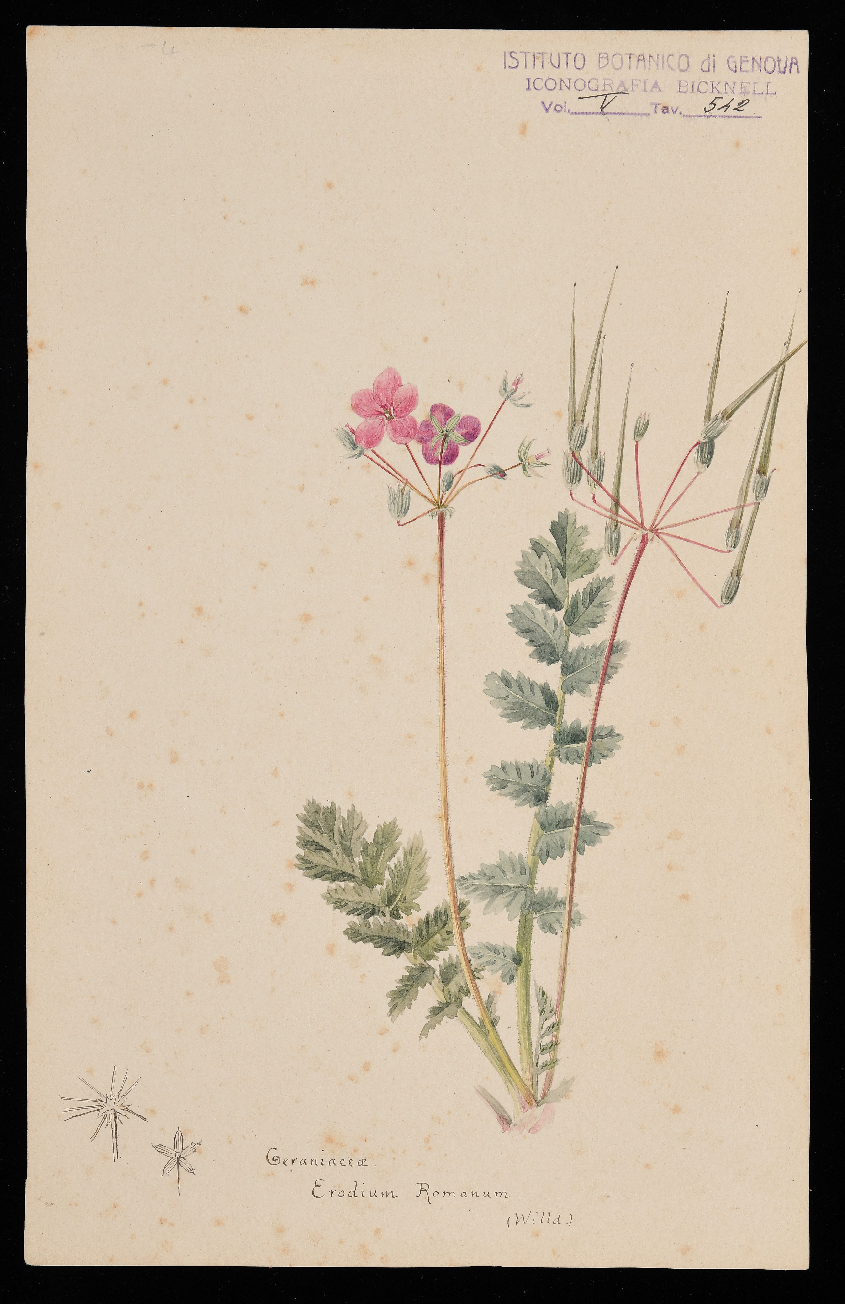 disegno, serie di Bicknell Clarence - ambito inglese (XIX)