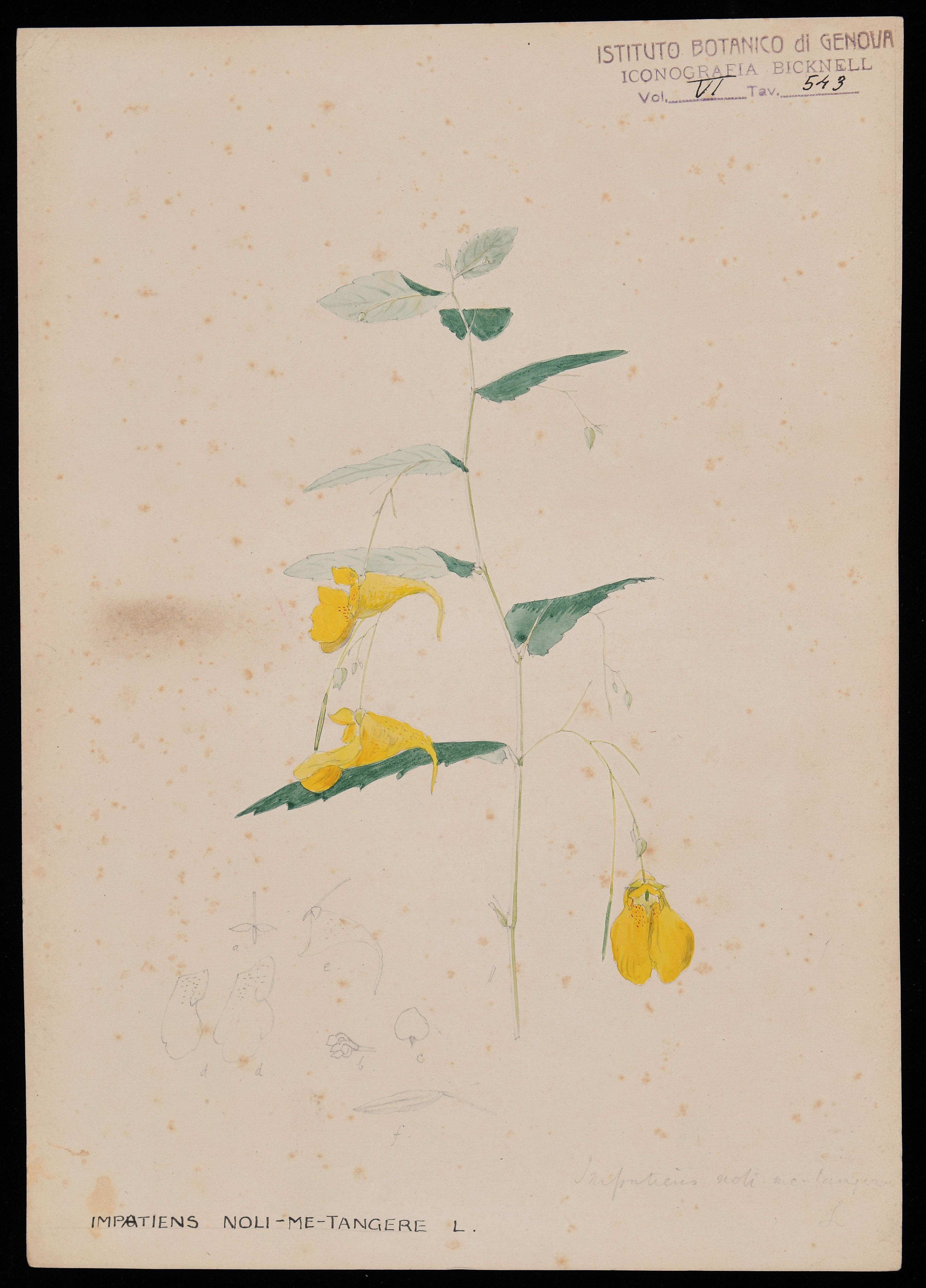 disegno, serie di Bicknell Clarence - ambito inglese (XIX)