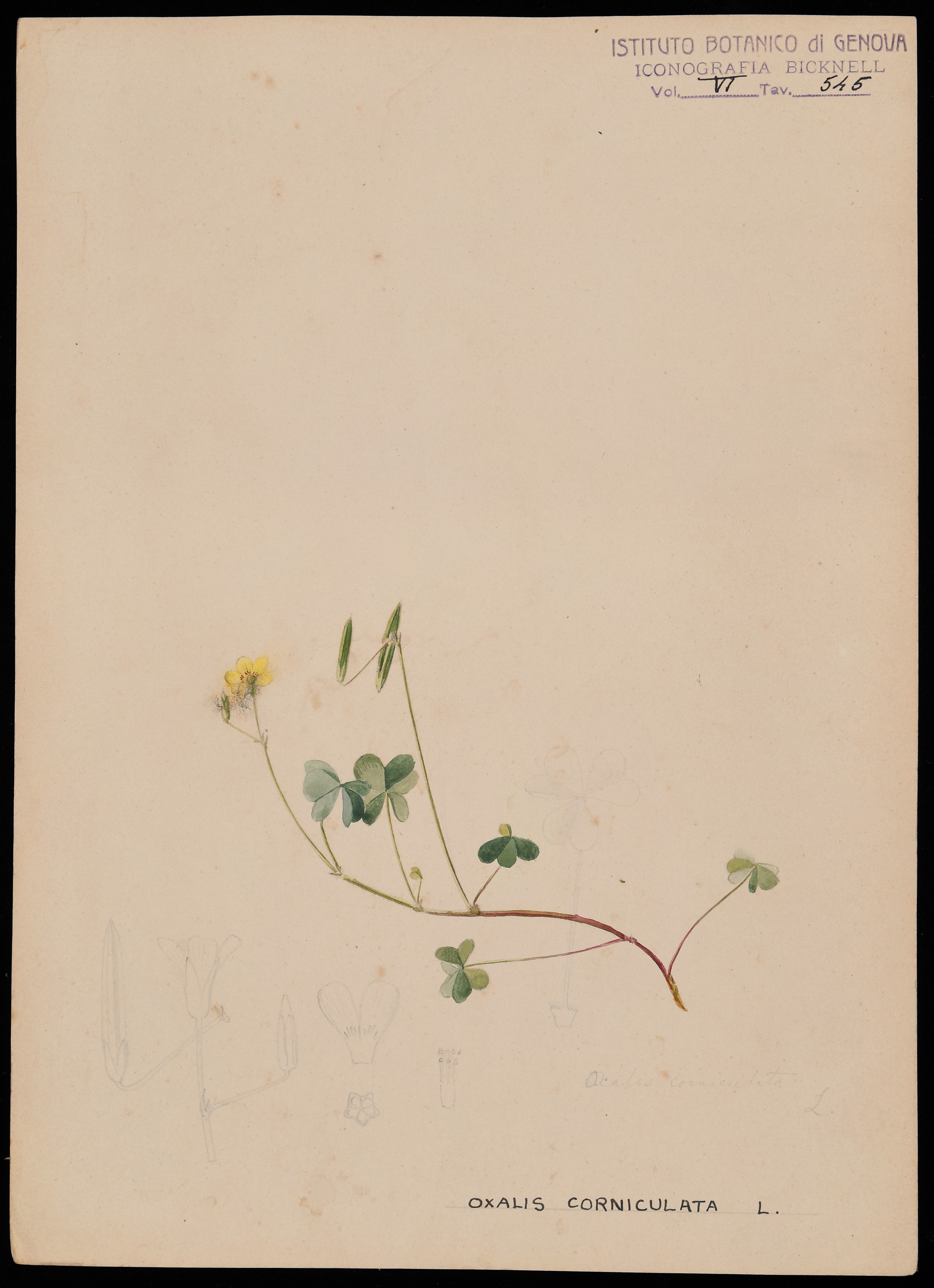 disegno, serie di Bicknell Clarence - ambito inglese (XIX)