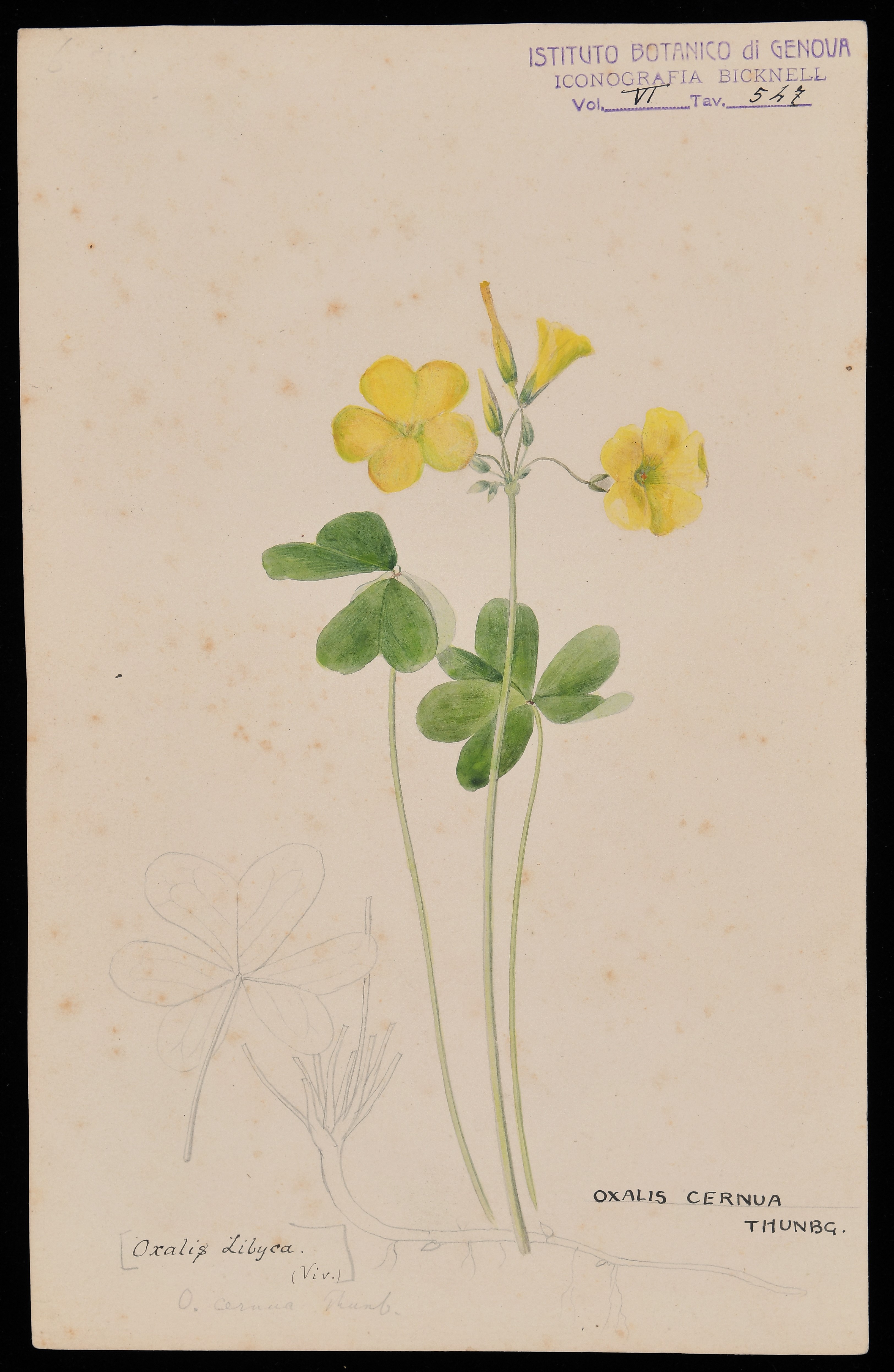 disegno, serie di Bicknell Clarence - ambito inglese (XIX)