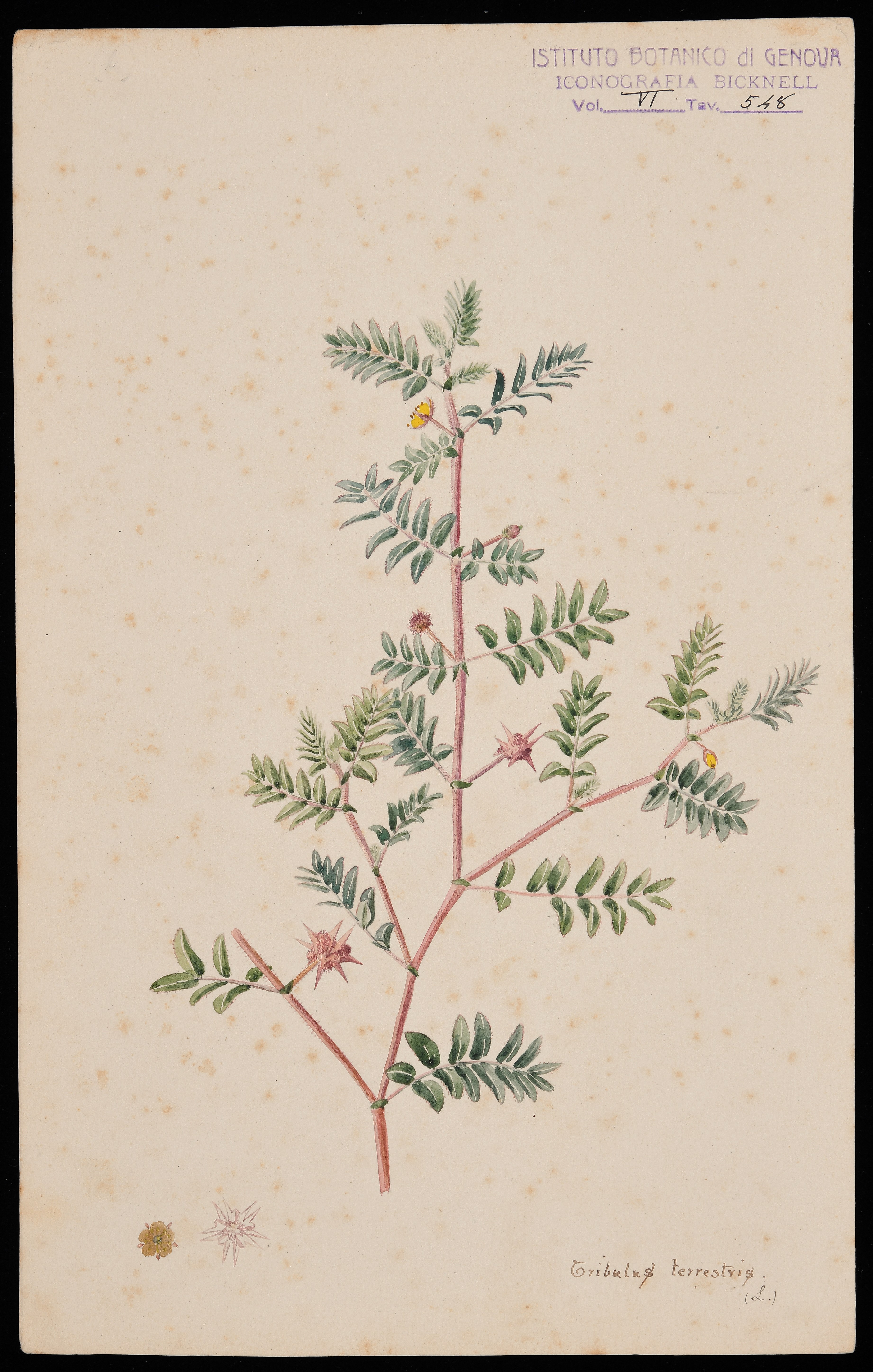 disegno, serie di Bicknell Clarence - ambito inglese (XIX)