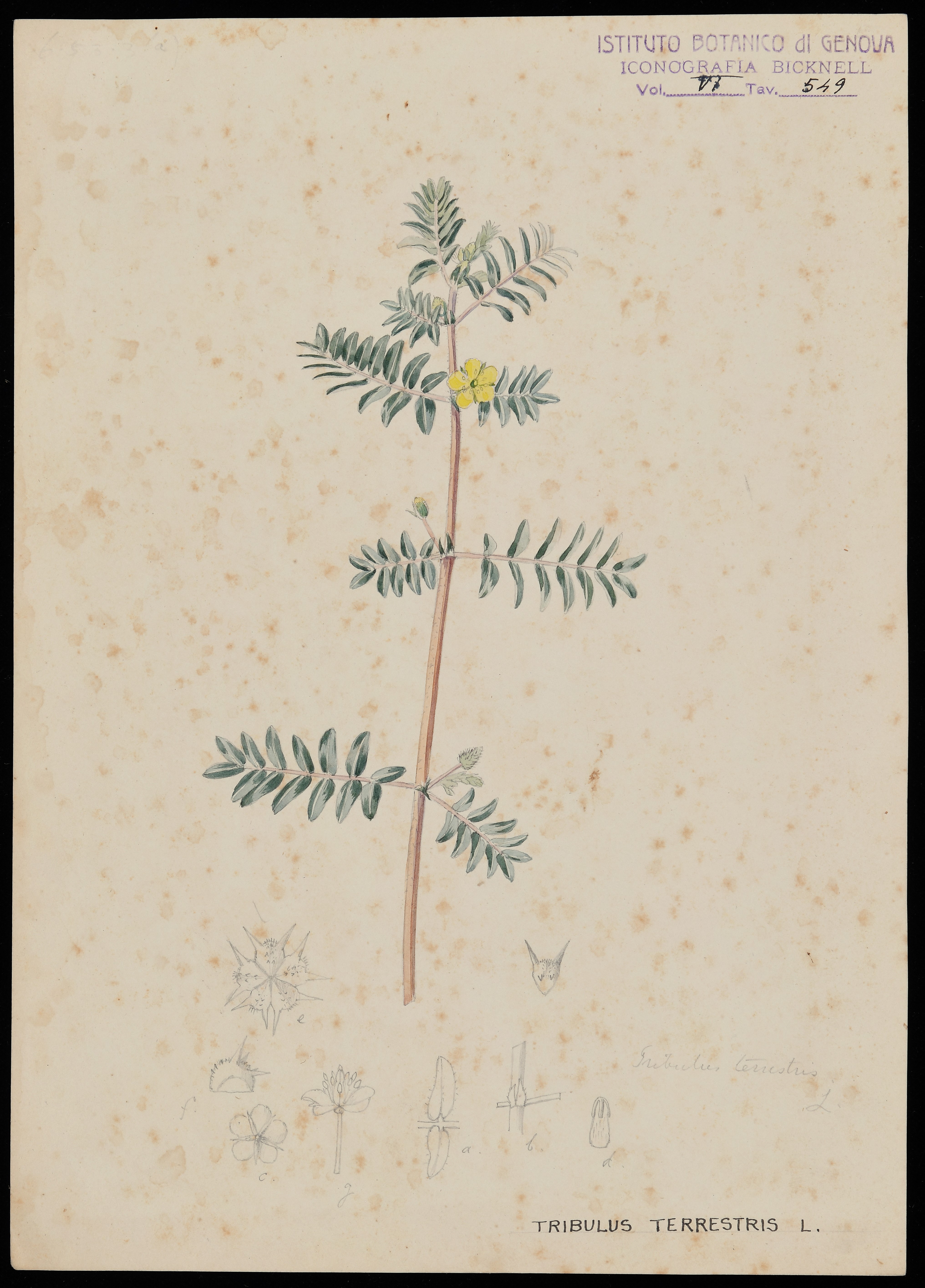 disegno, serie di Bicknell Clarence - ambito inglese (XIX)