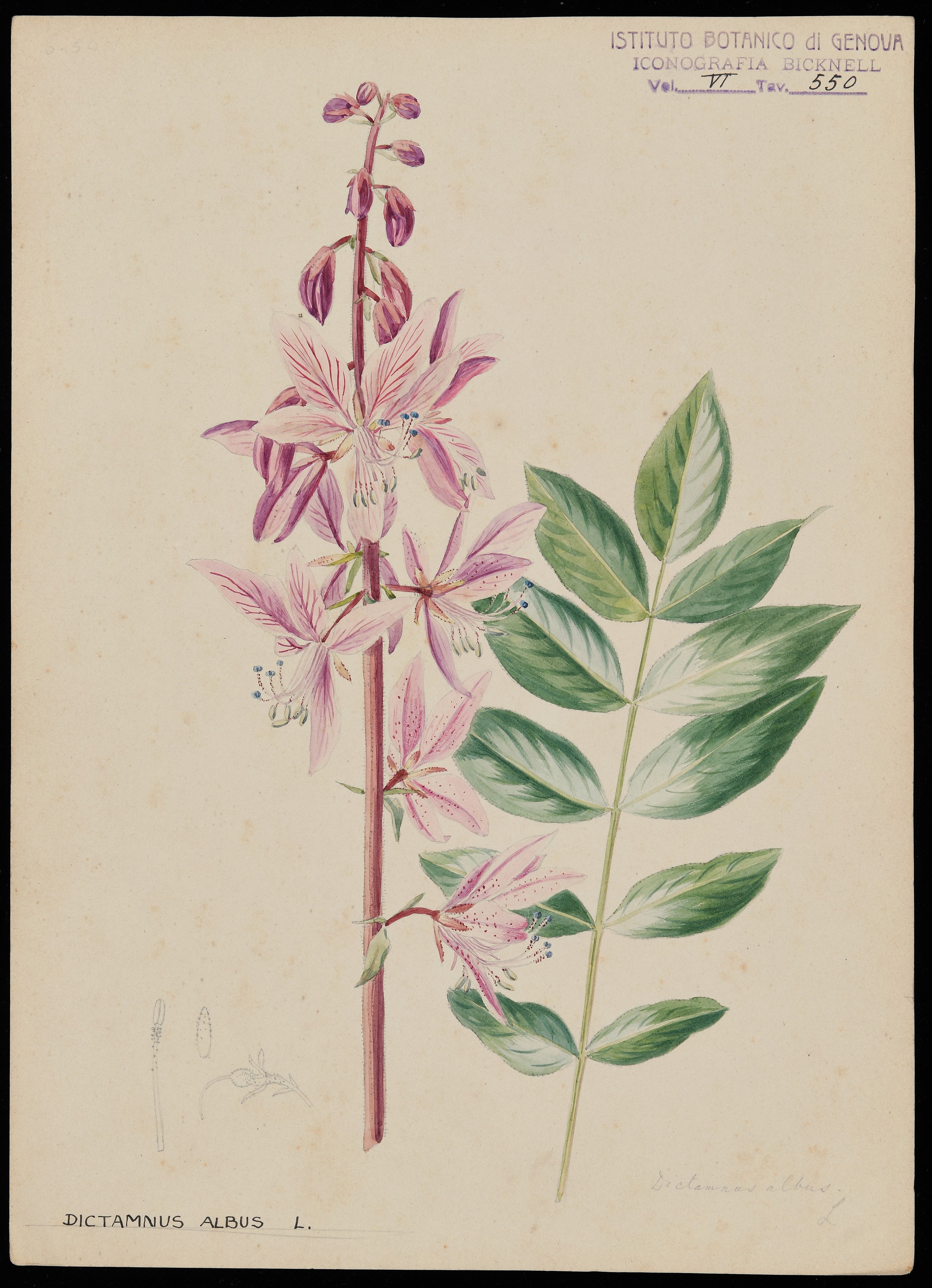 disegno, serie di Bicknell Clarence - ambito inglese (XIX)