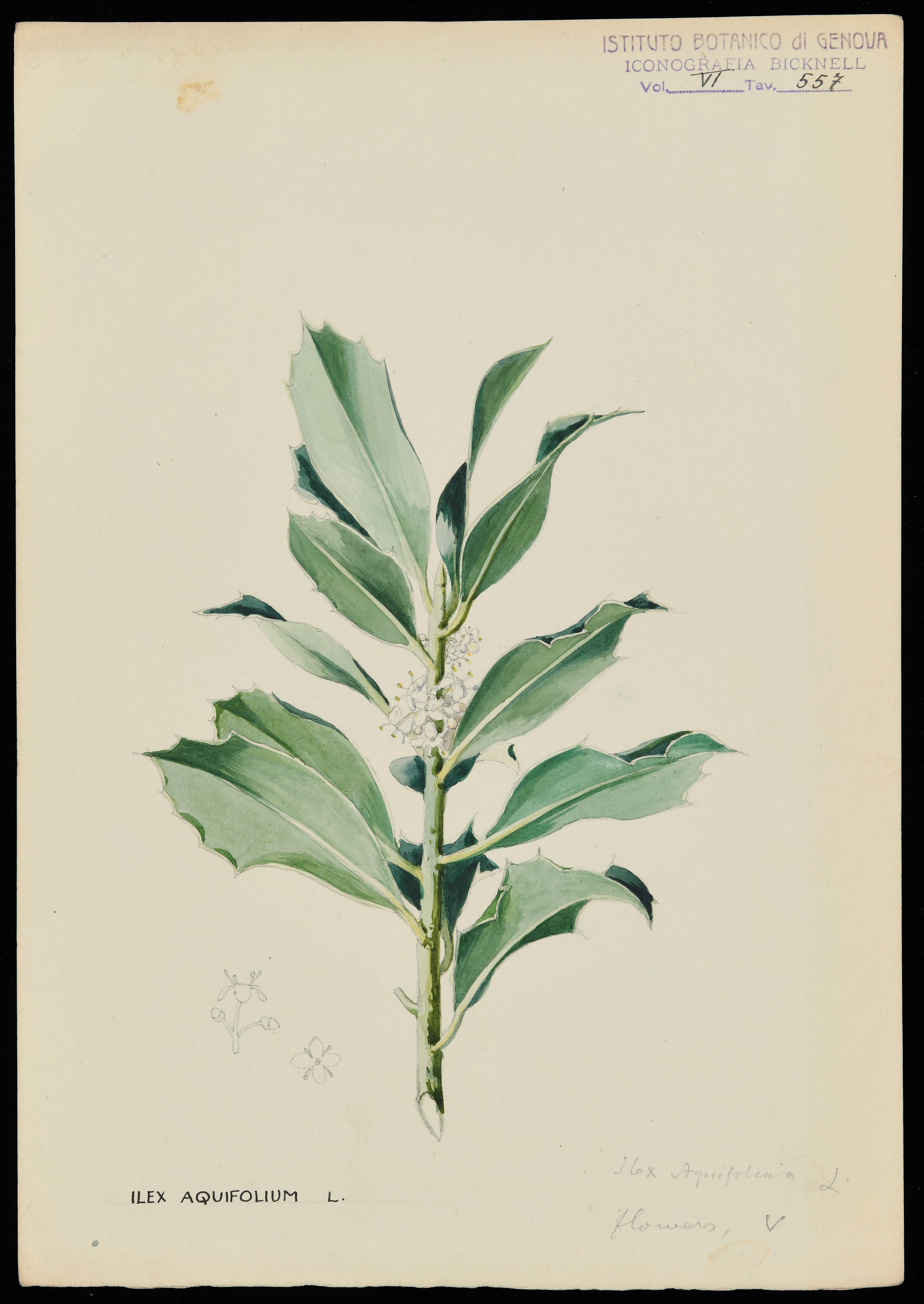 disegno, serie di Bicknell Clarence - ambito inglese (XX)