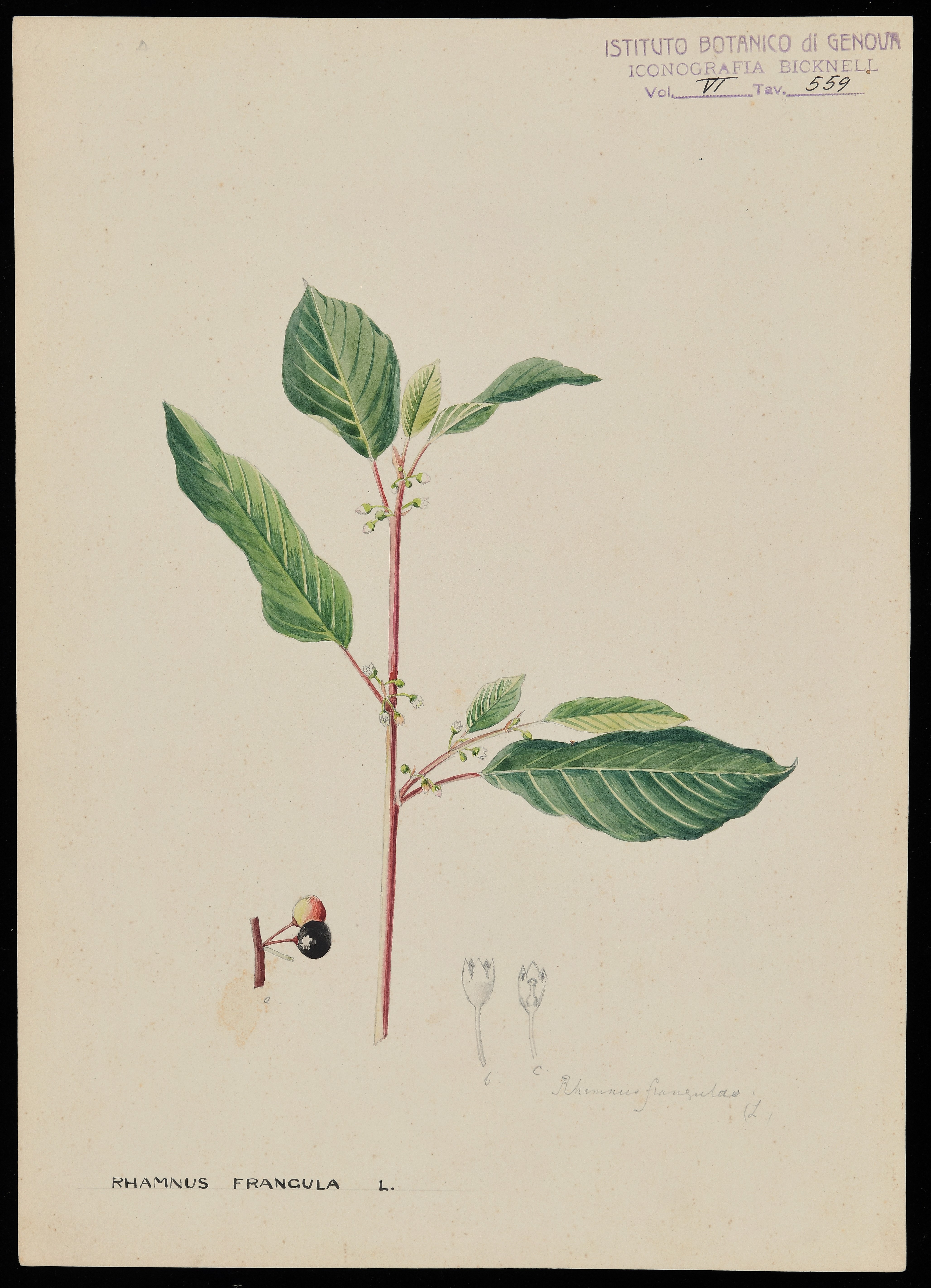 disegno, serie di Bicknell Clarence - ambito inglese (XIX)