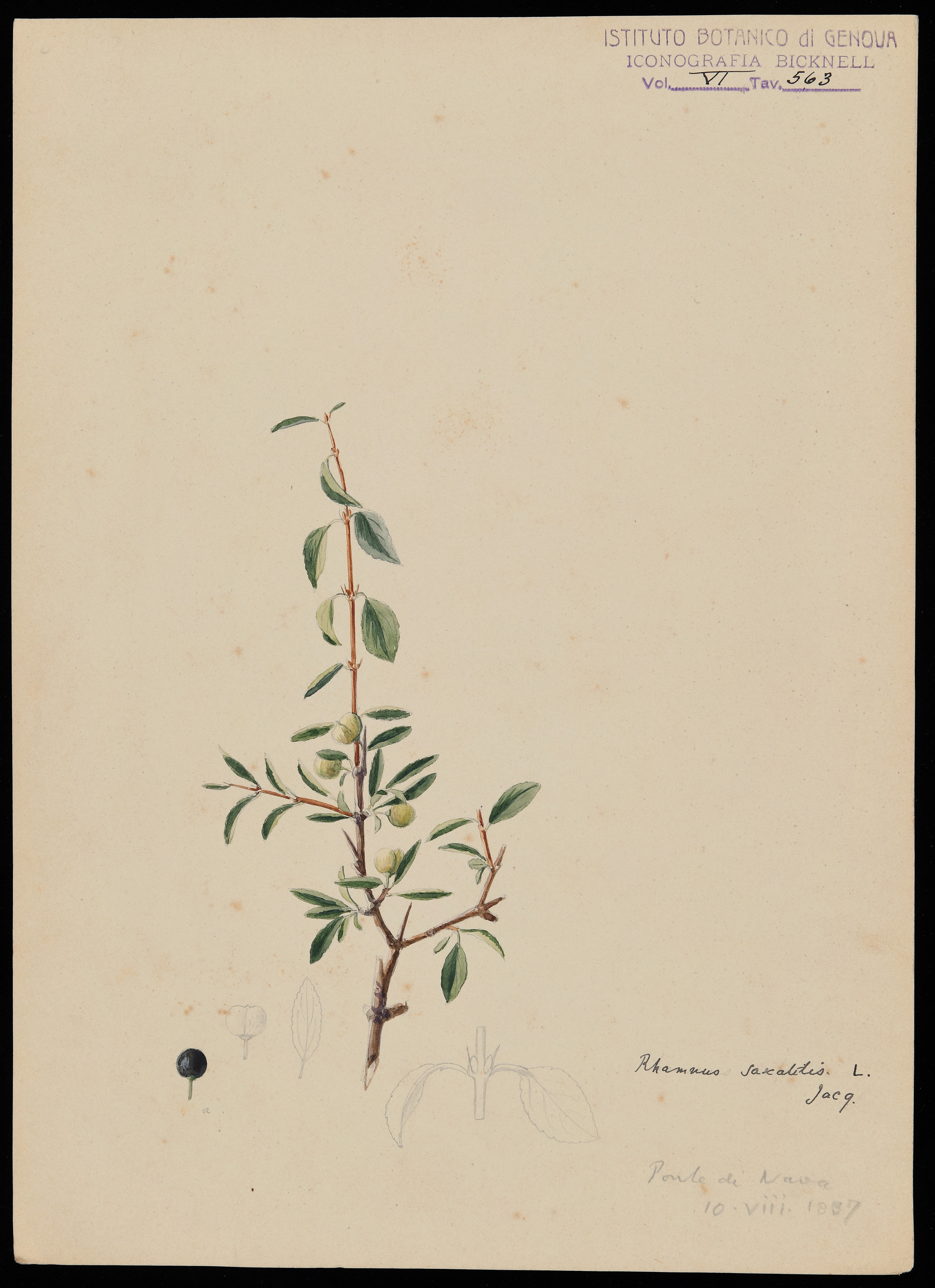 disegno, serie di Bicknell Clarence - ambito inglese (XIX)