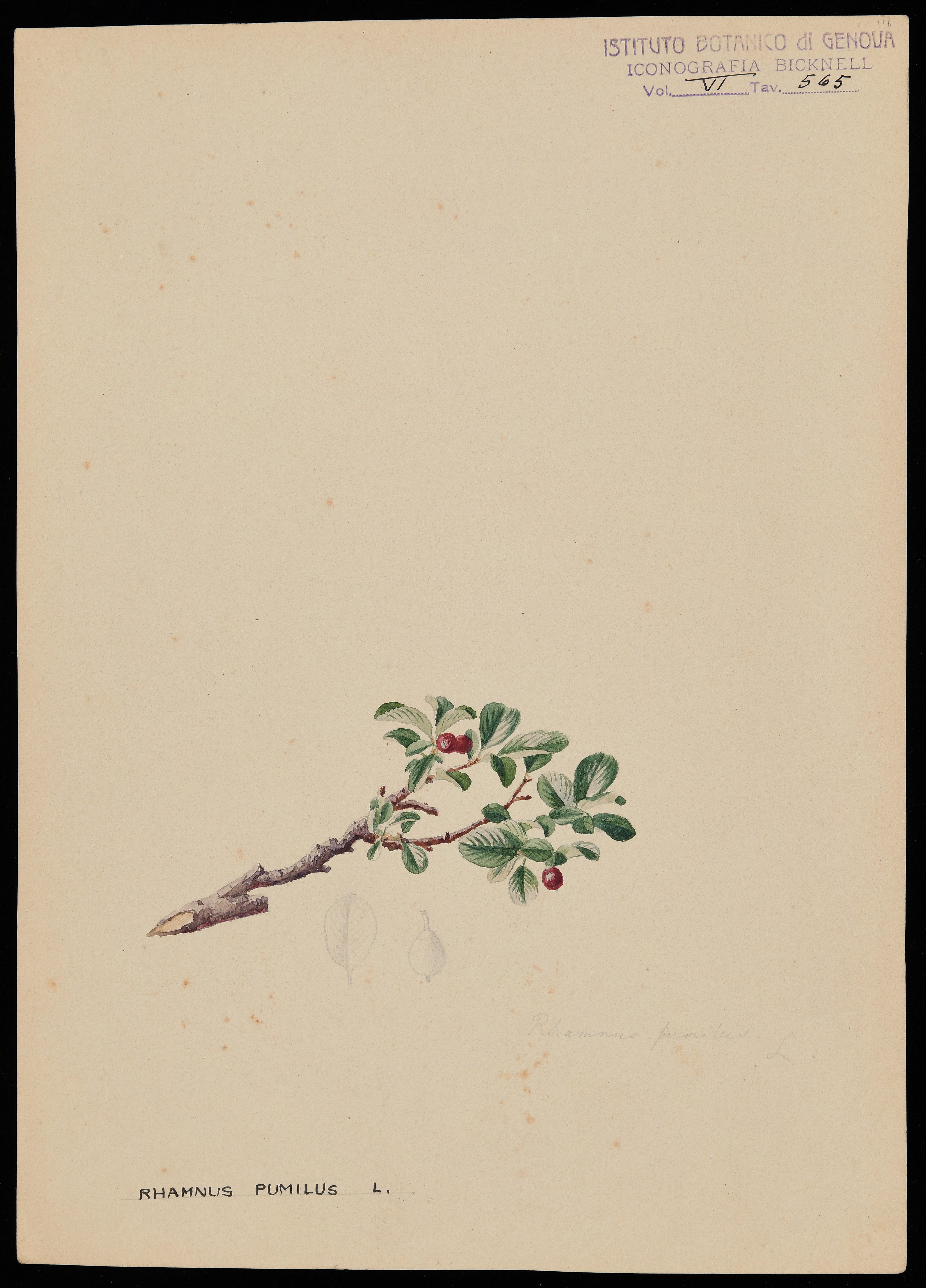 disegno, serie di Bicknell Clarence - ambito inglese (XIX)