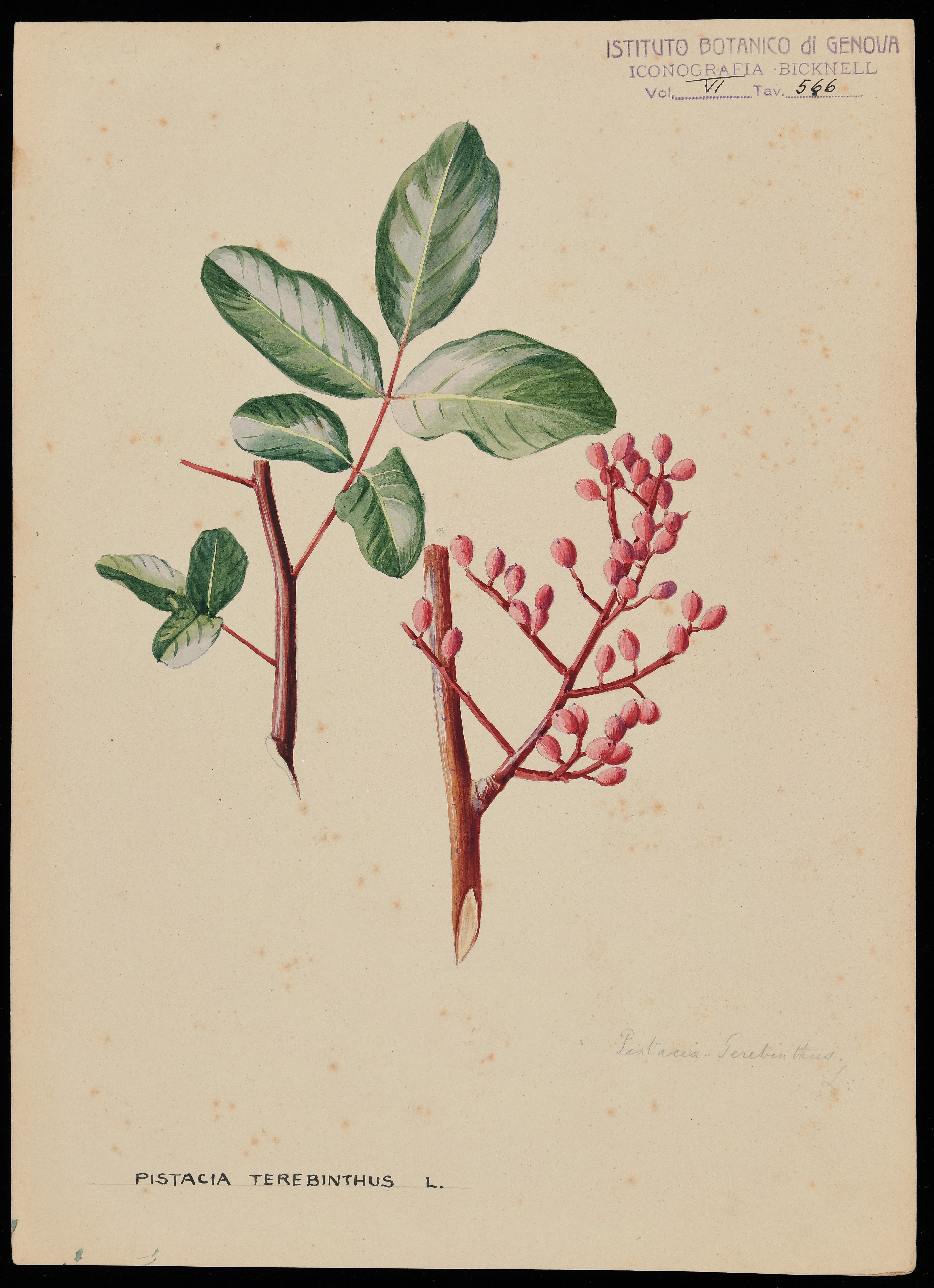 disegno, serie di Bicknell Clarence - ambito inglese (XIX)