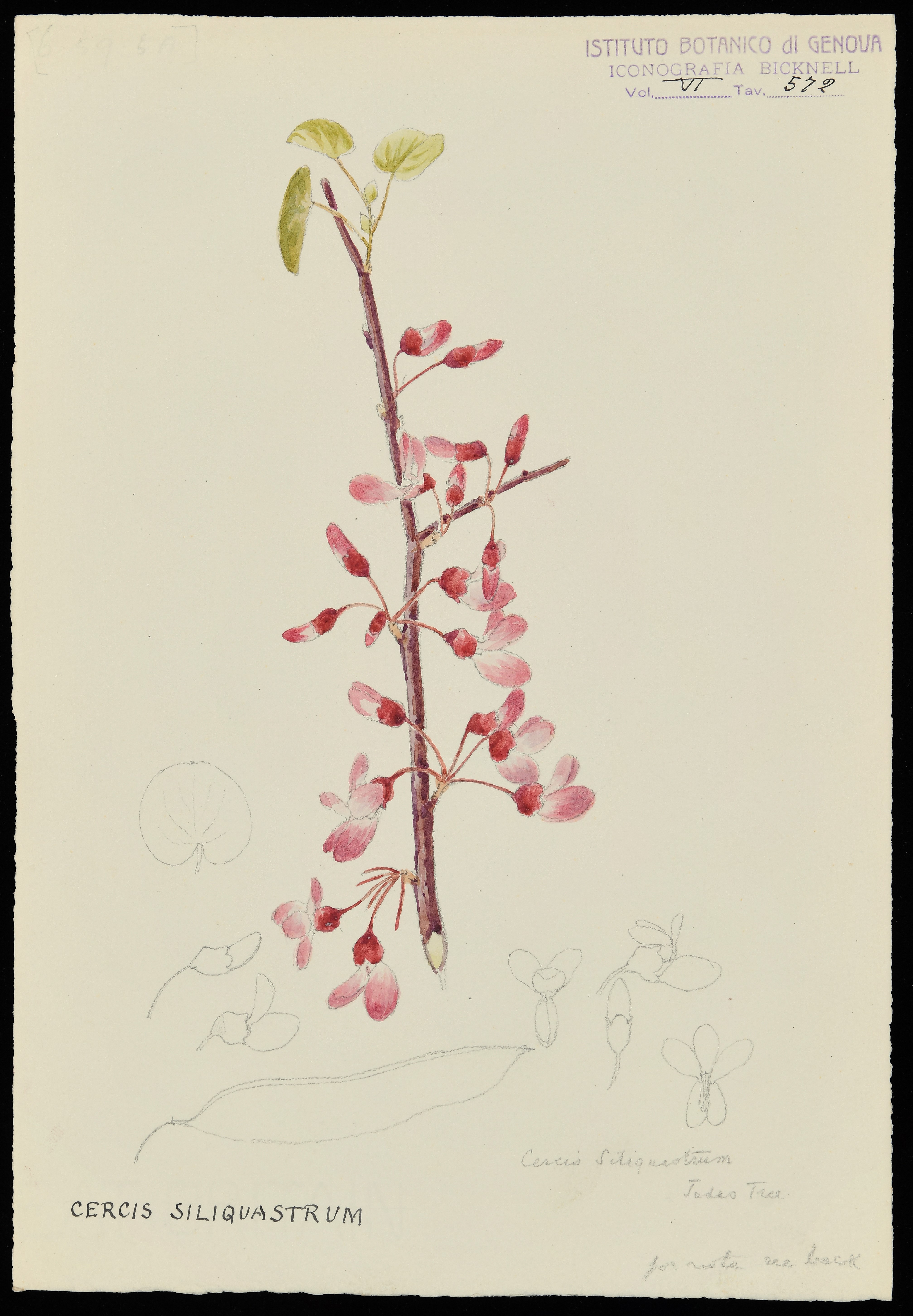 disegno, serie di Bicknell Clarence - ambito inglese (XX)