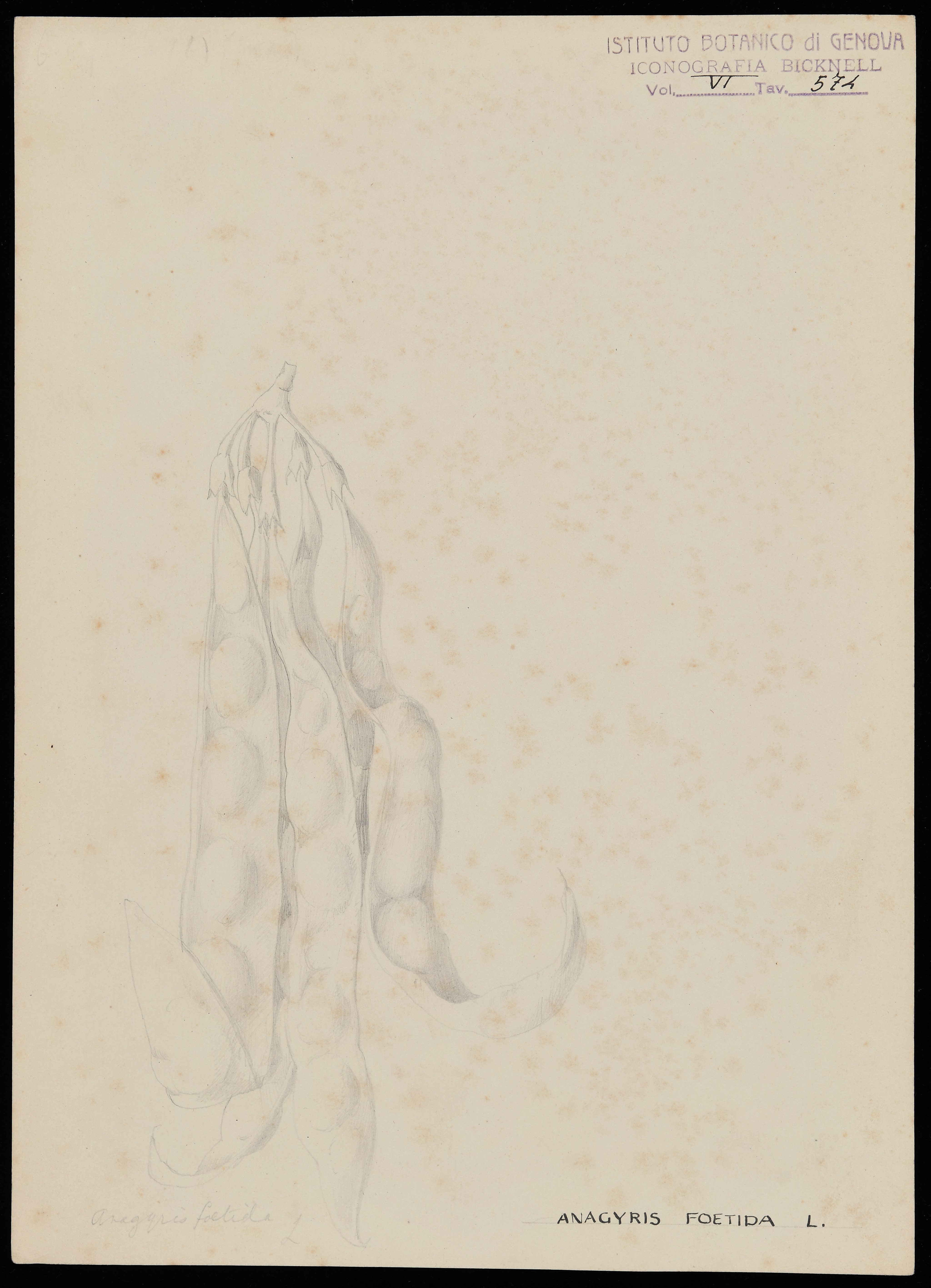 disegno, serie di Bicknell Clarence - ambito inglese (XIX)