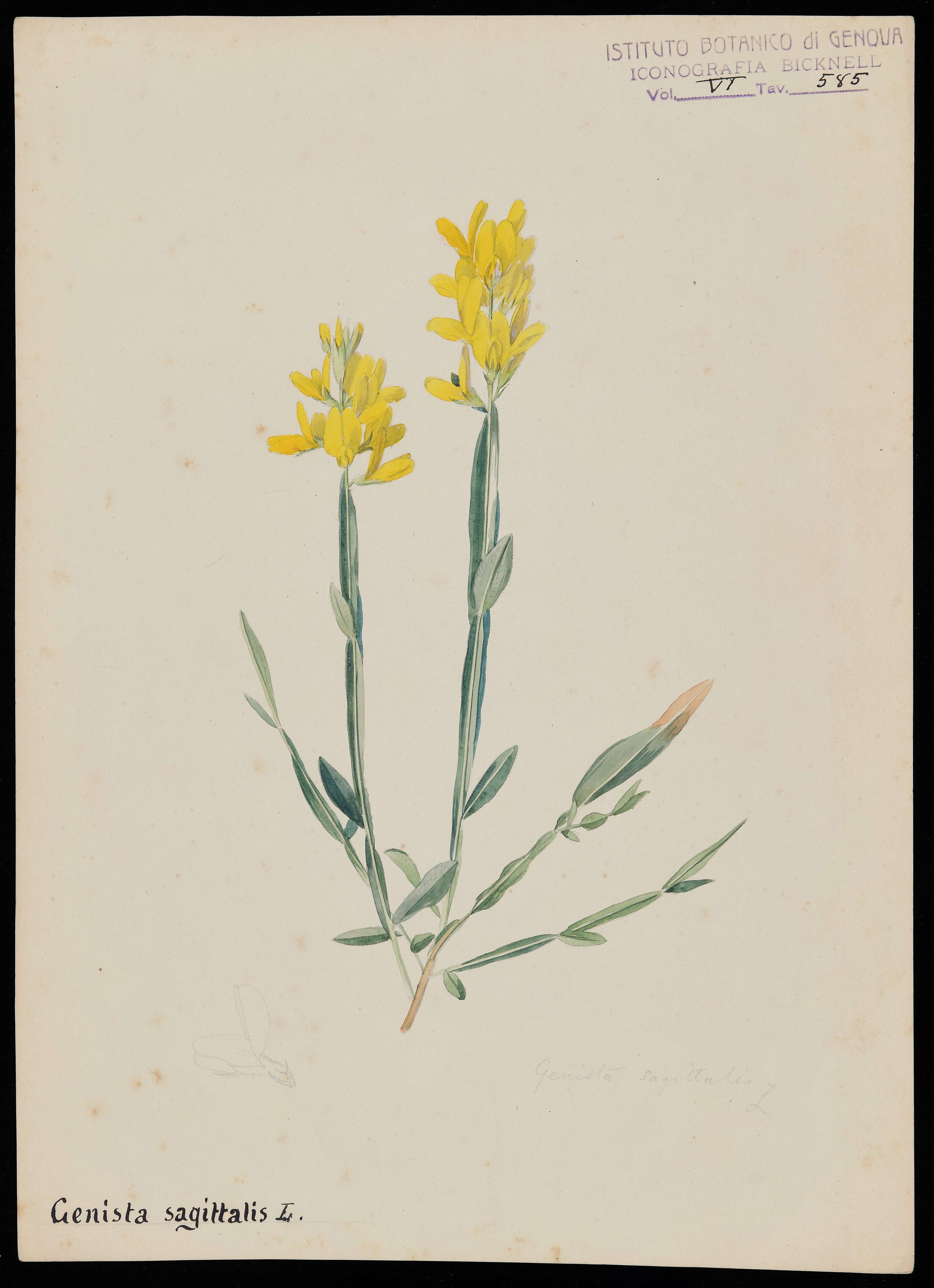 disegno, serie di Bicknell Clarence - ambito inglese (XIX)