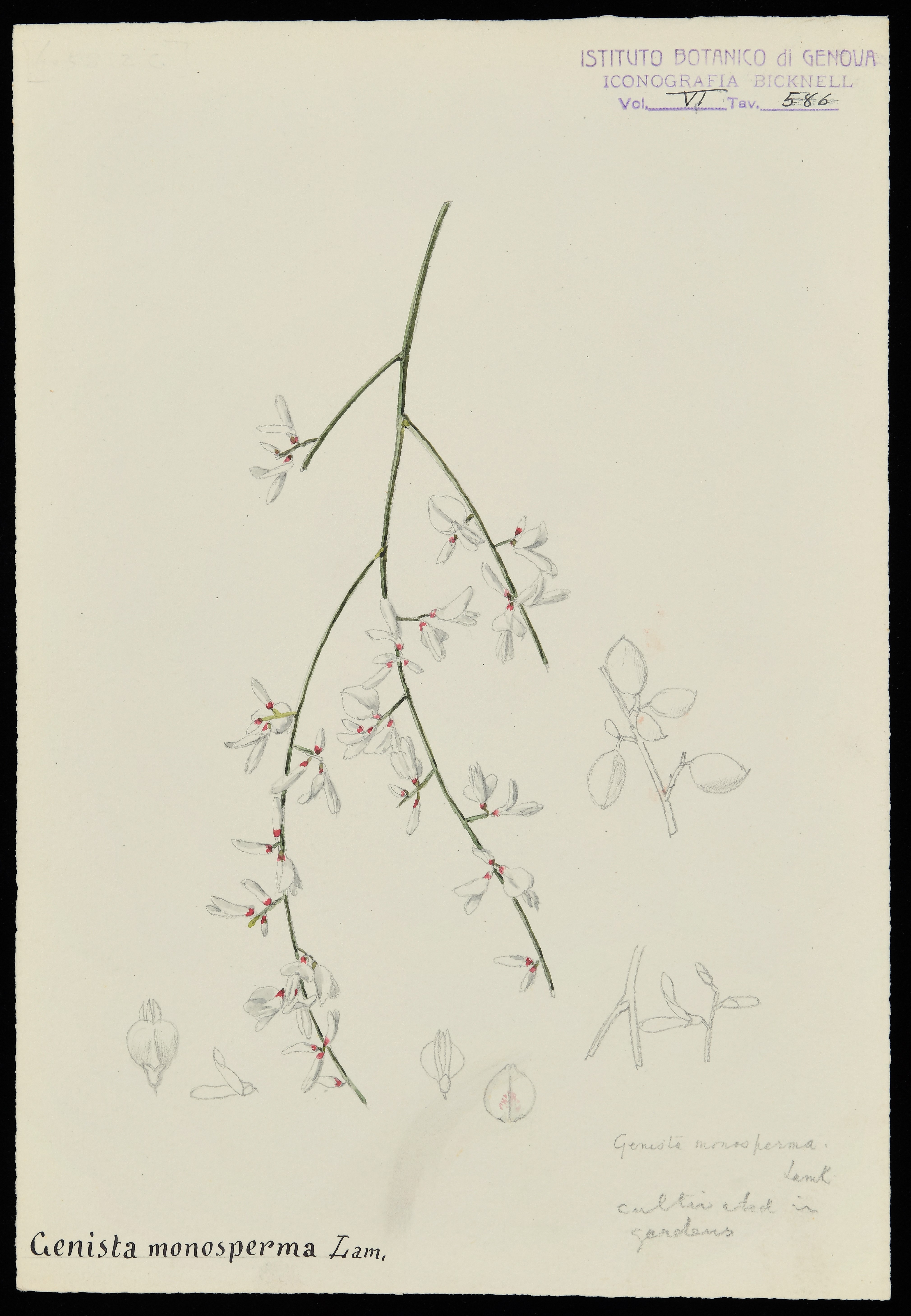 disegno, serie di Bicknell Clarence - ambito inglese (XX)