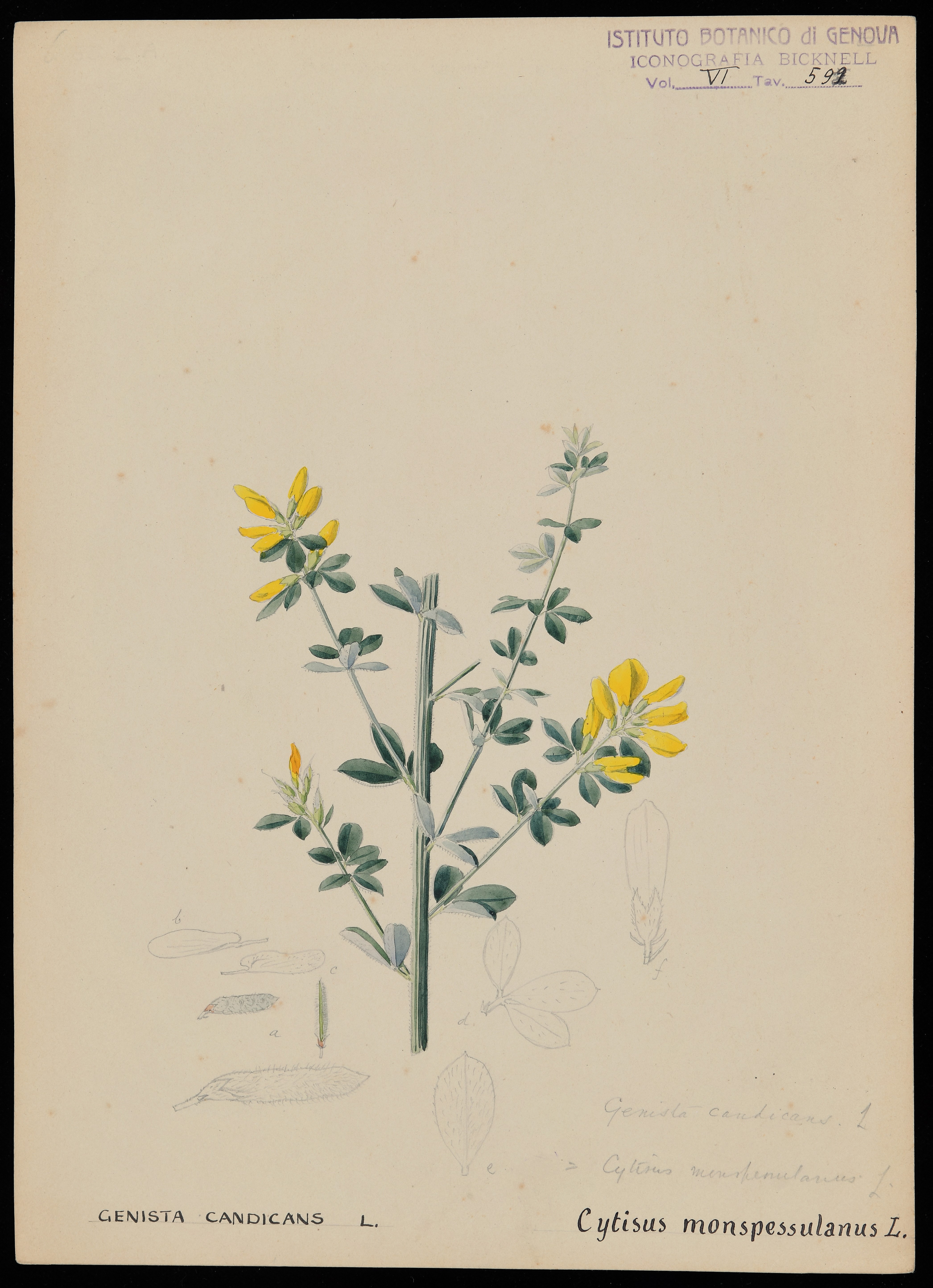 disegno, serie di Bicknell Clarence - ambito inglese (XIX)