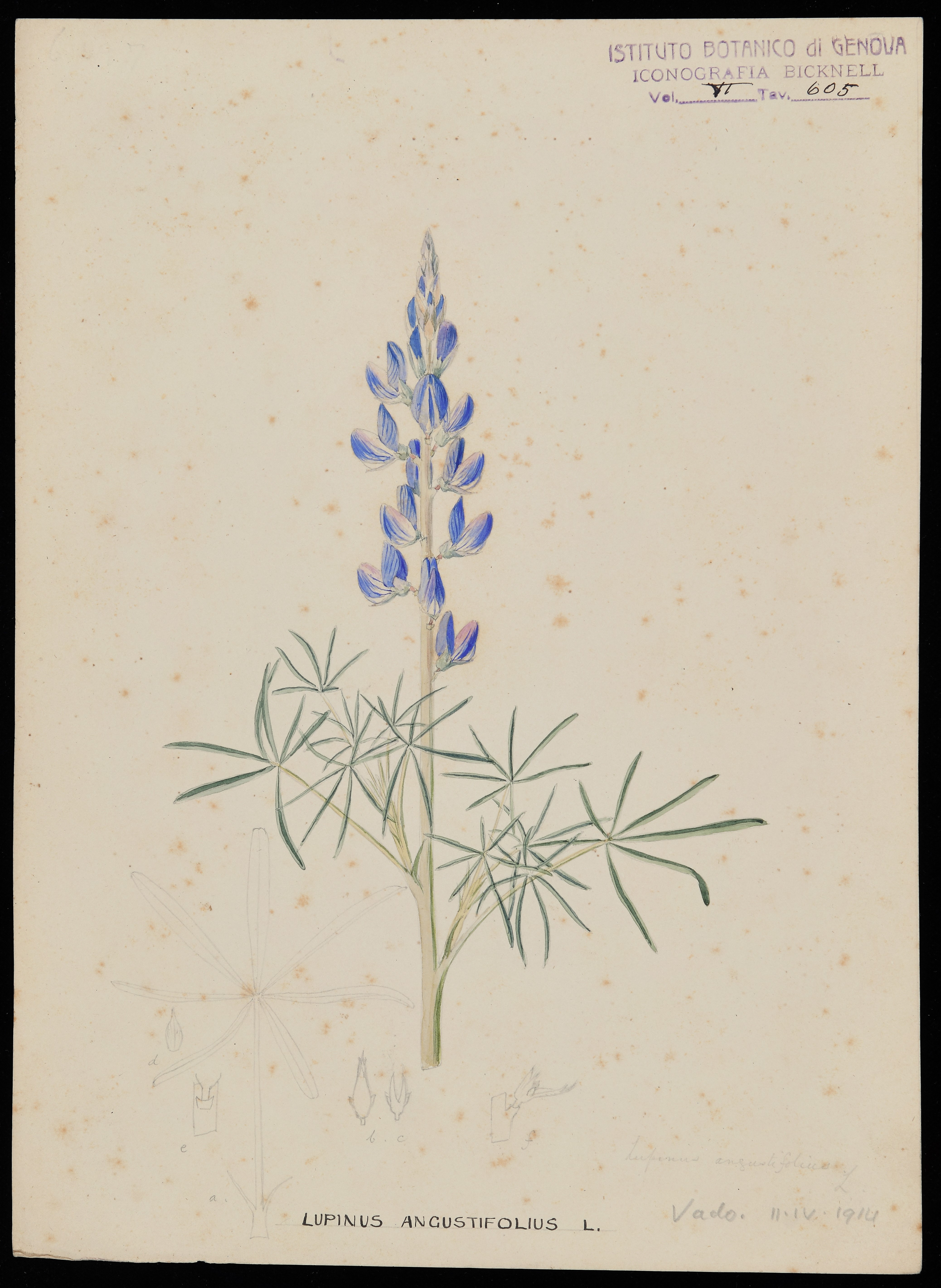 disegno, serie di Bicknell Clarence - ambito inglese (XIX)