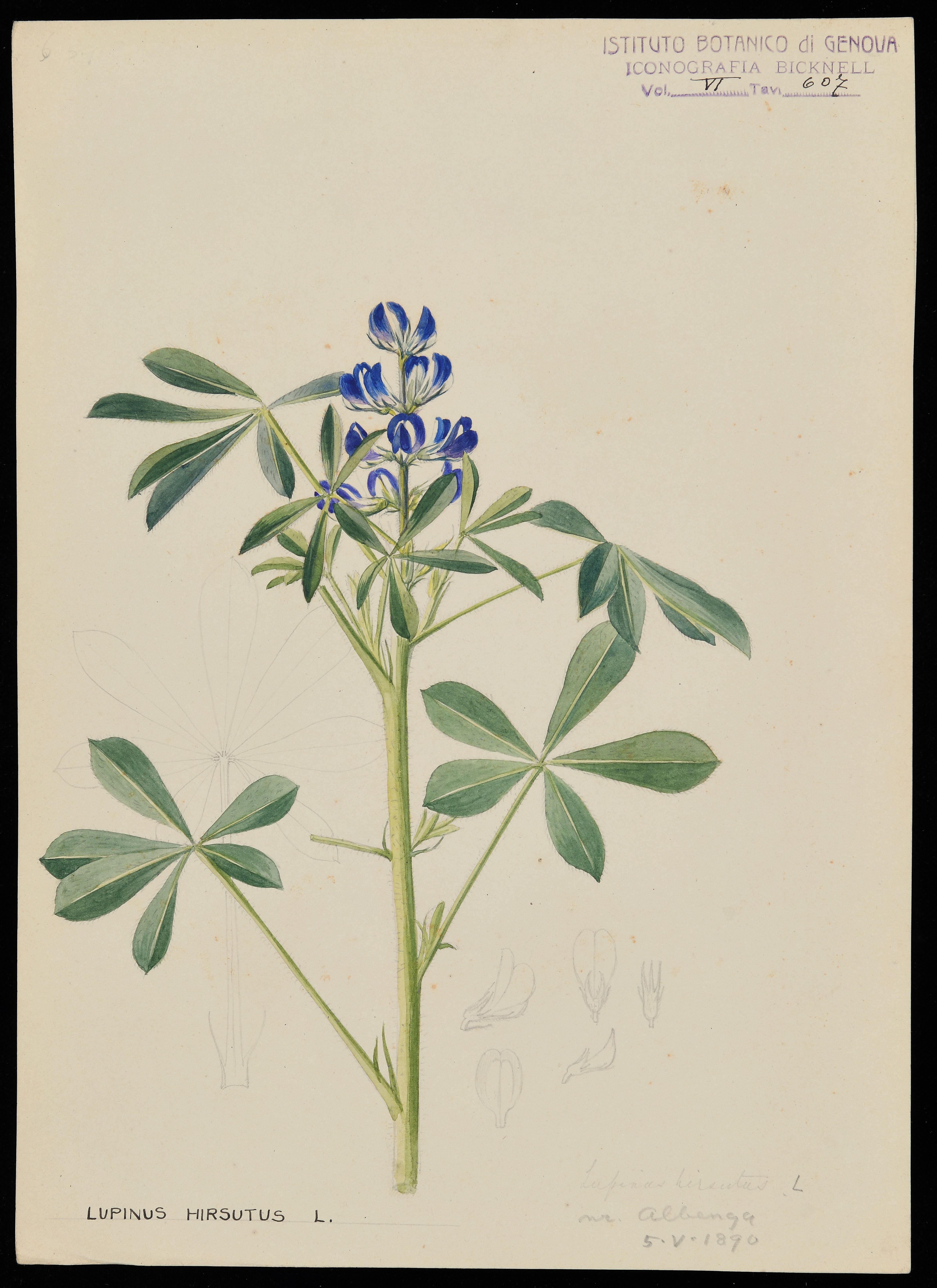 disegno, serie di Bicknell Clarence - ambito inglese (XIX)