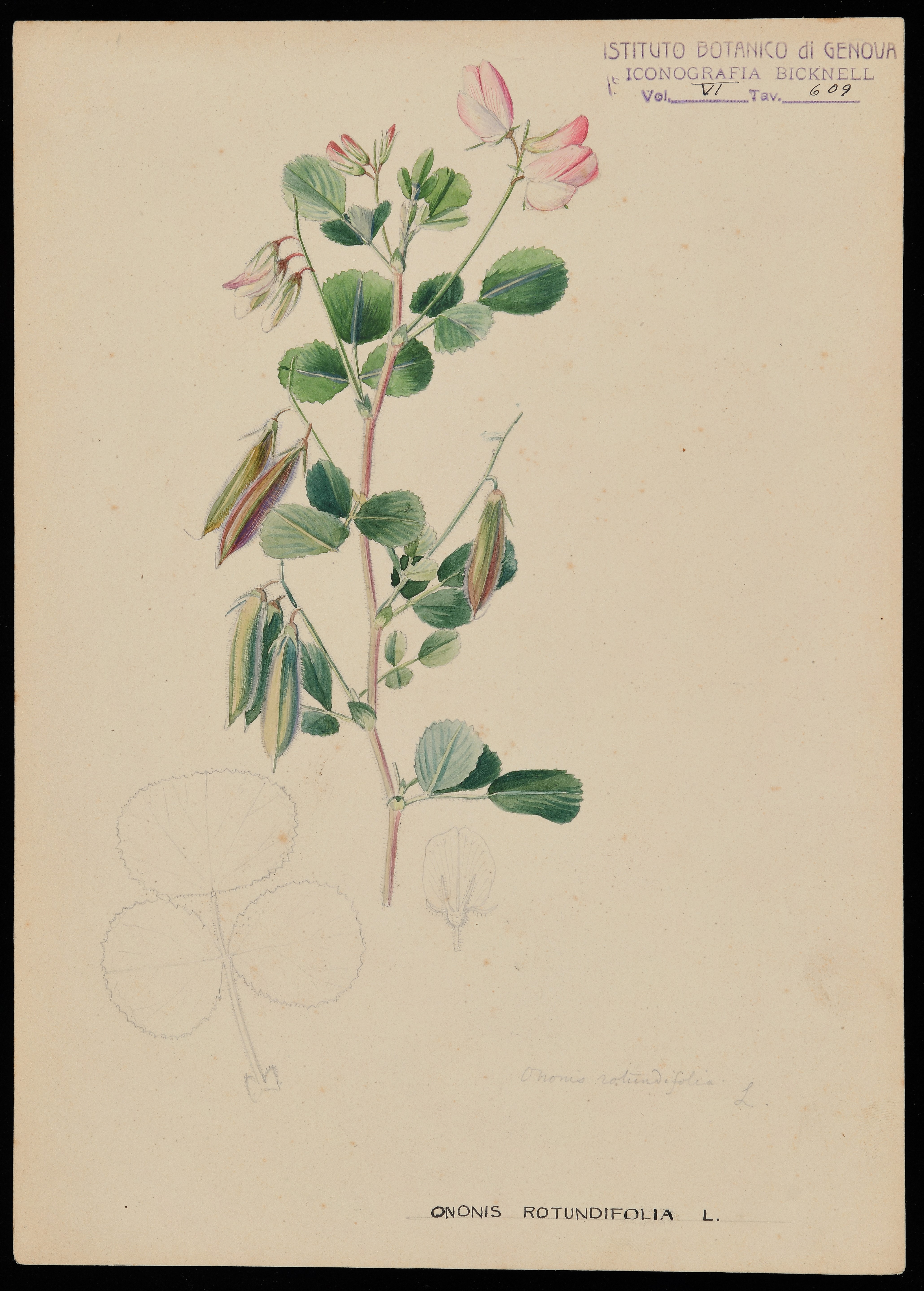 disegno, serie di Bicknell Clarence - ambito inglese (XIX)