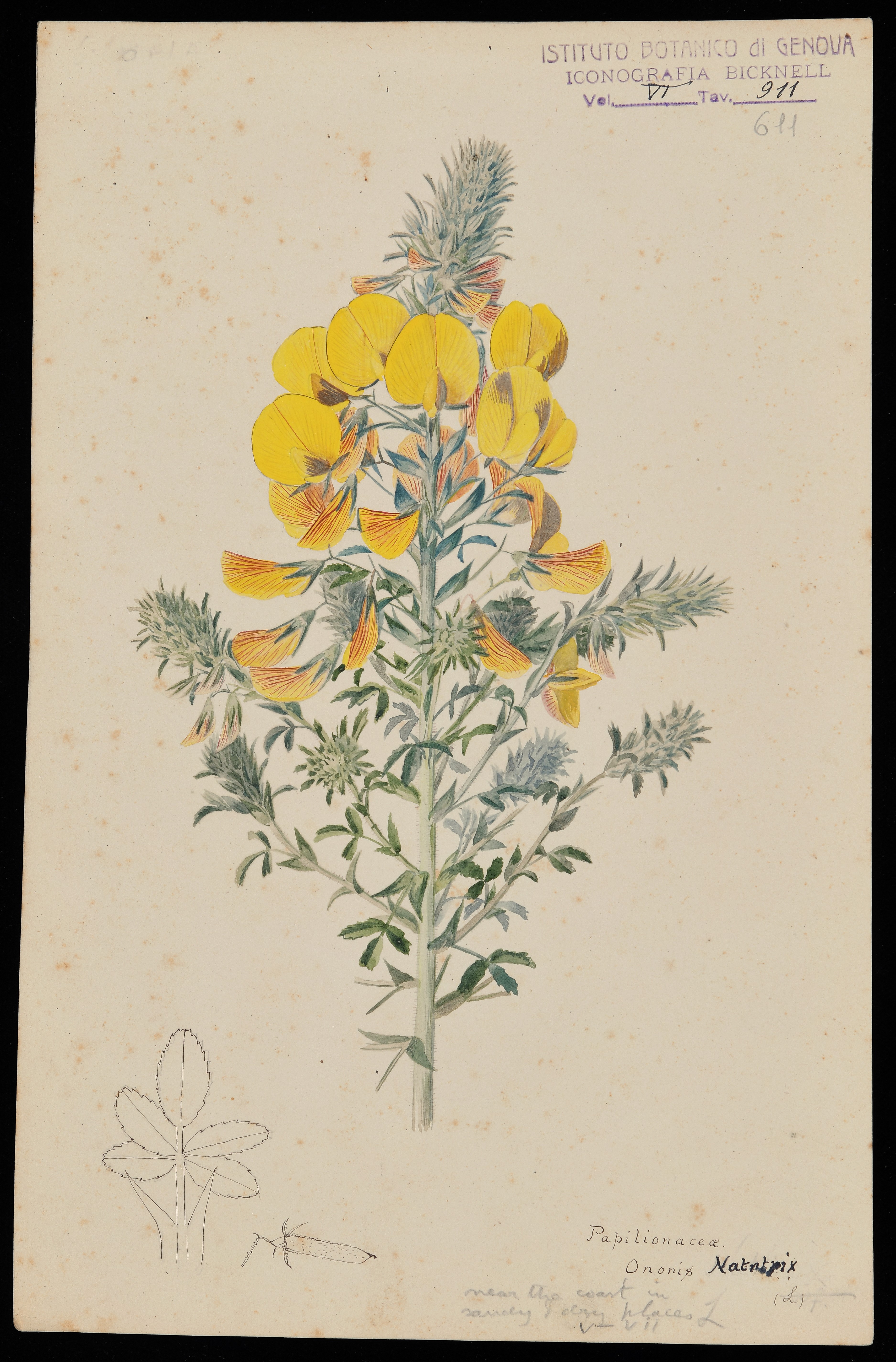 disegno, serie di Bicknell Clarence - ambito inglese (XIX)