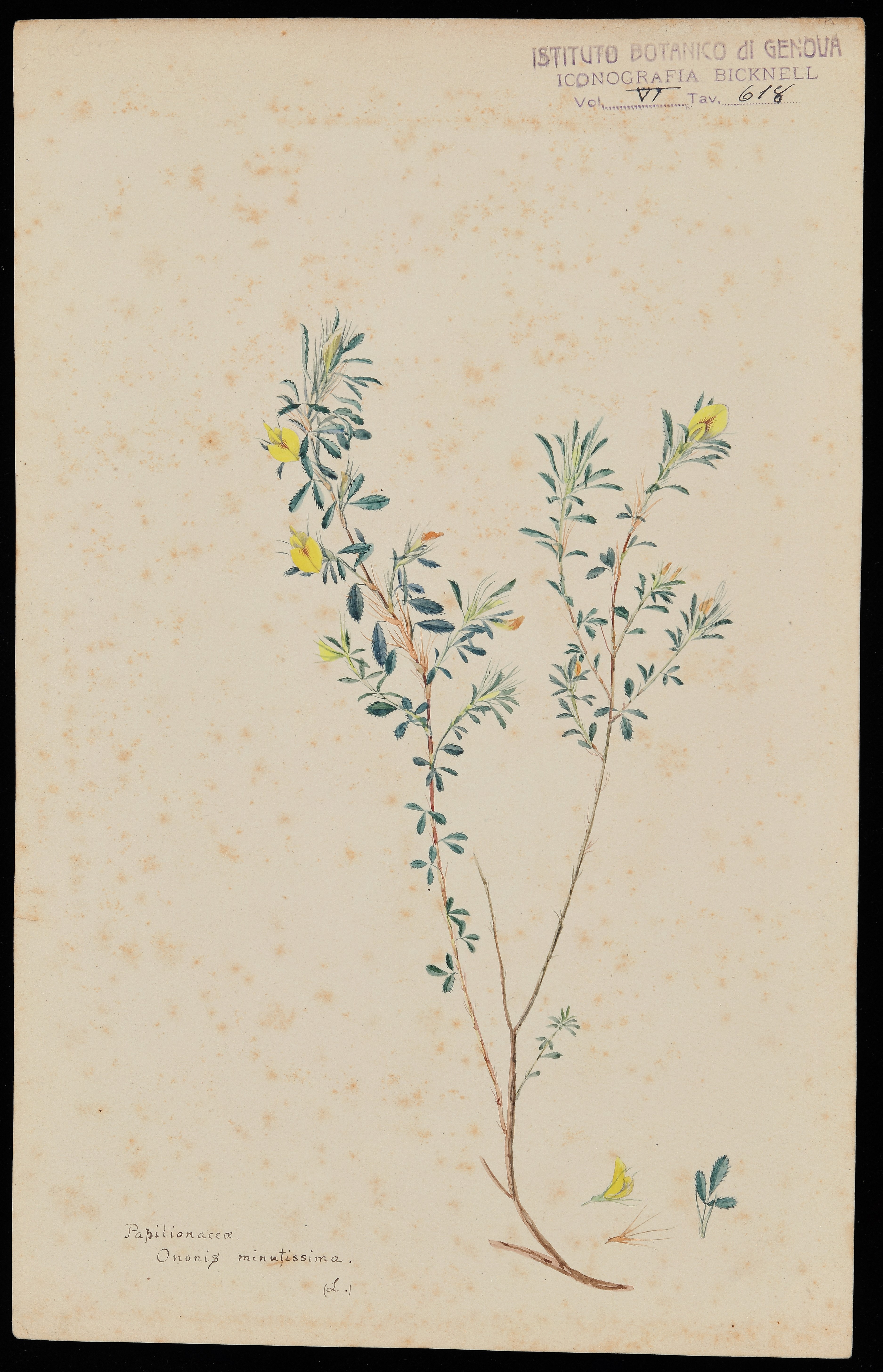 disegno, serie di Bicknell Clarence - ambito inglese (XIX)