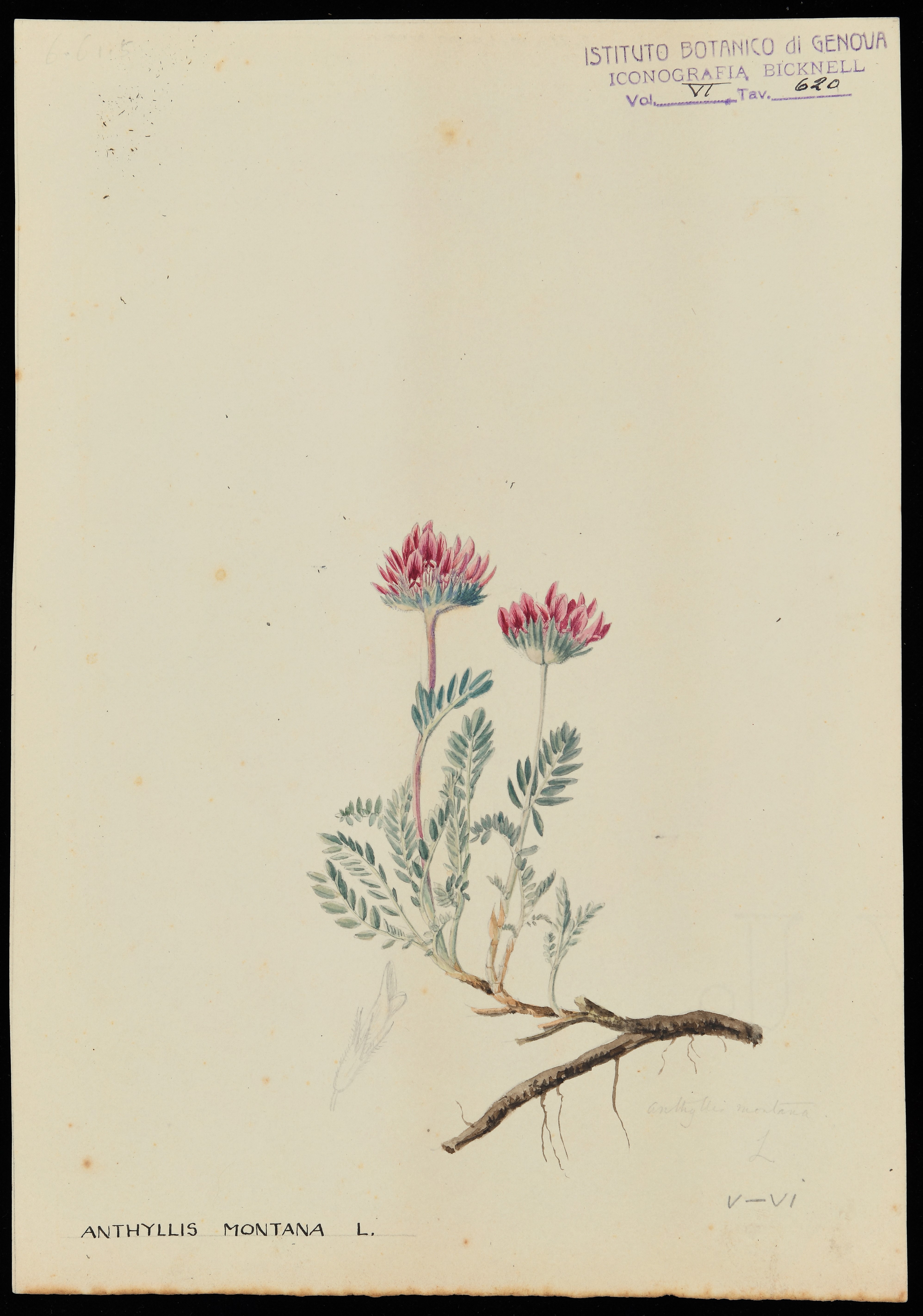 disegno, serie di Bicknell Clarence - ambito inglese (XIX)