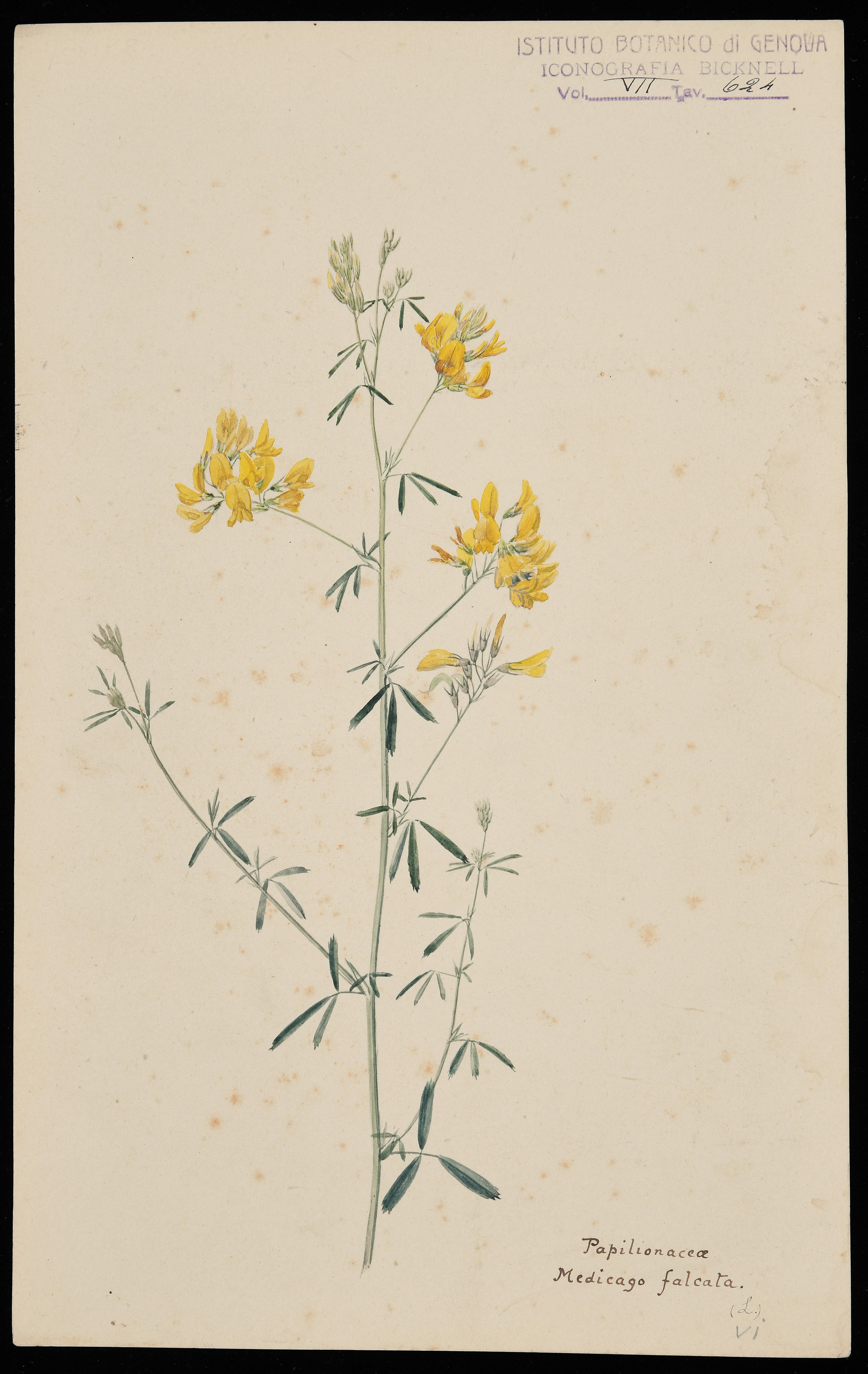 disegno, serie di Bicknell Clarence - ambito inglese (XIX)