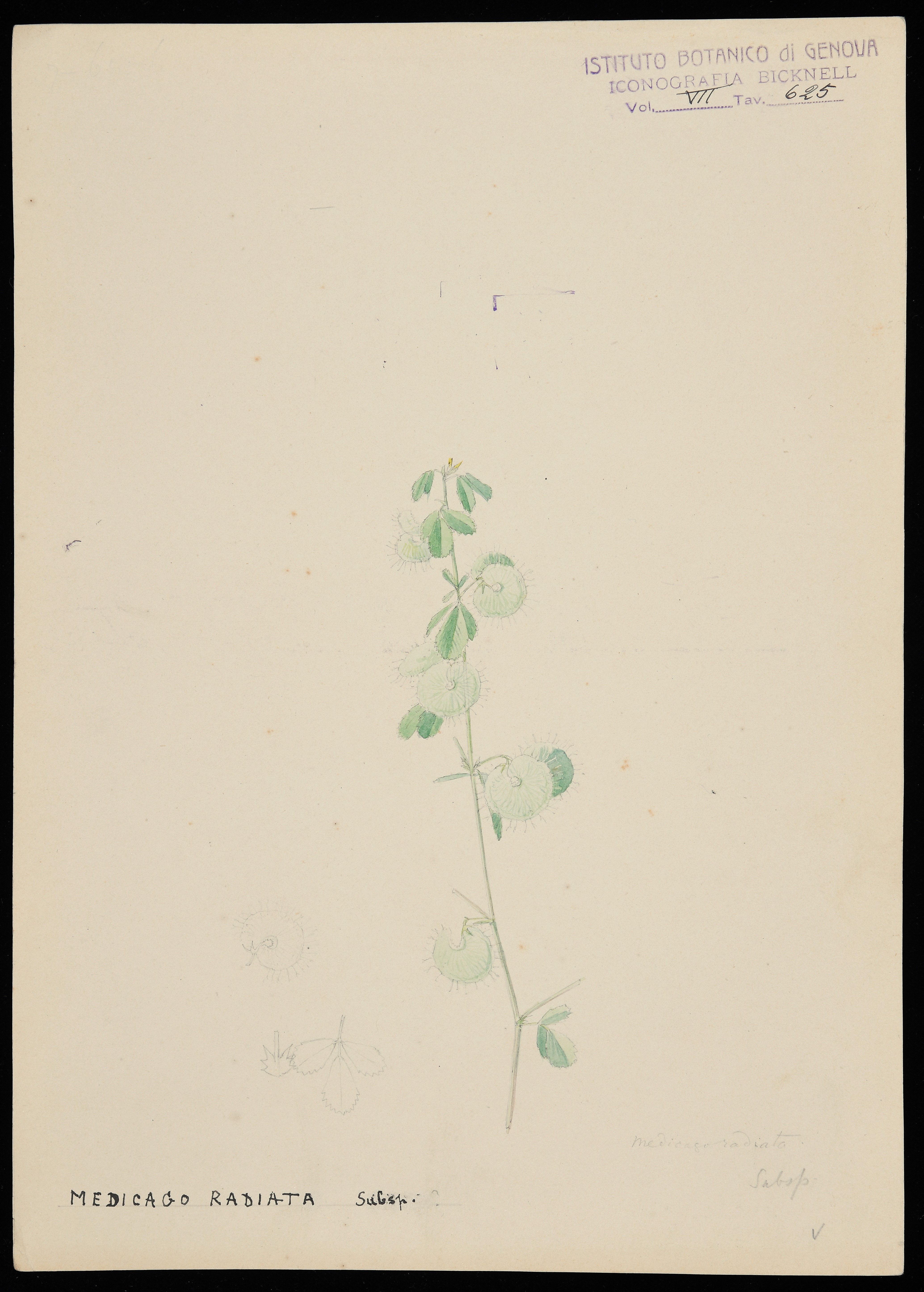 disegno, serie di Bicknell Clarence - ambito inglese (XIX)