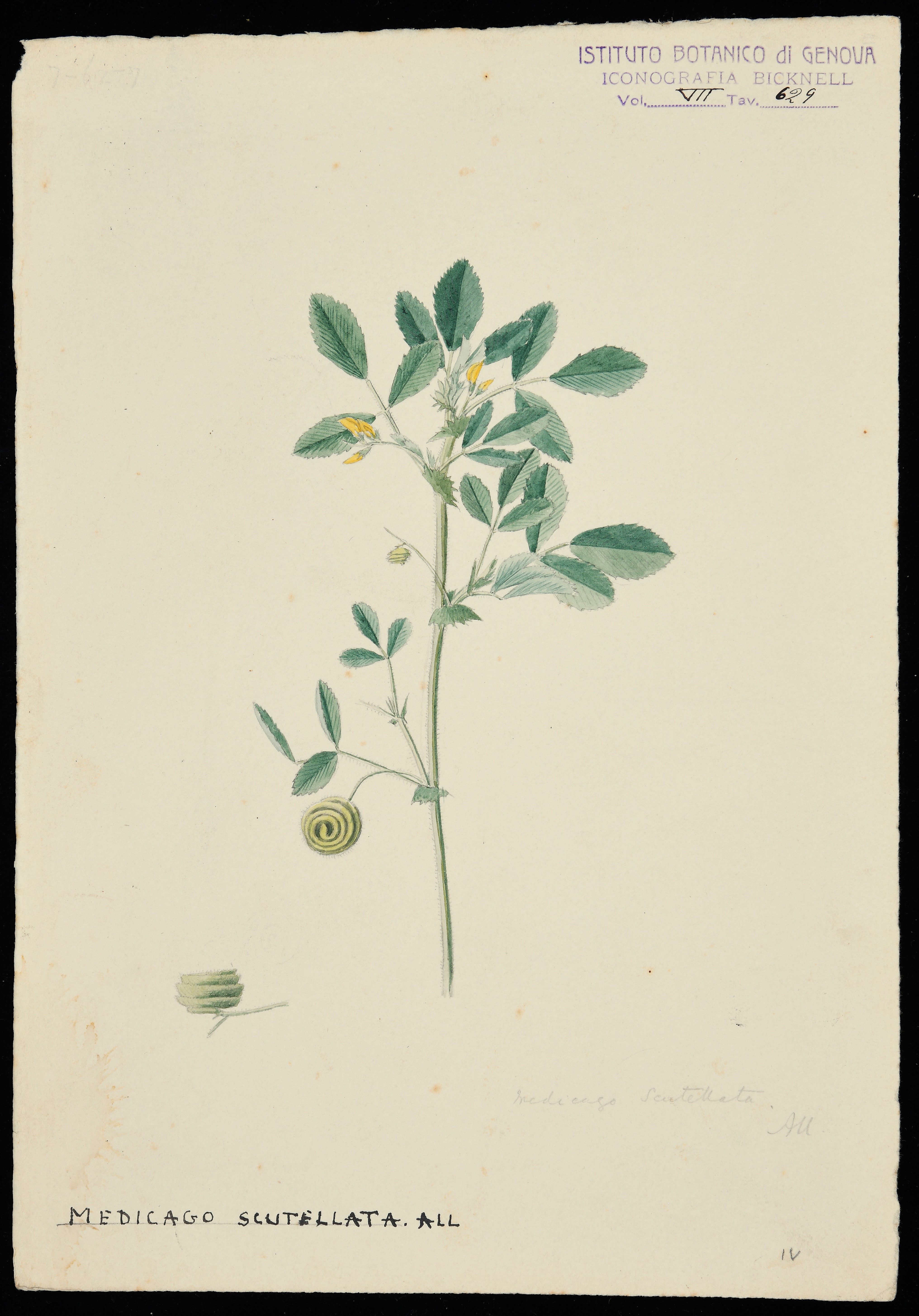 disegno, serie di Bicknell Clarence - ambito inglese (XIX)