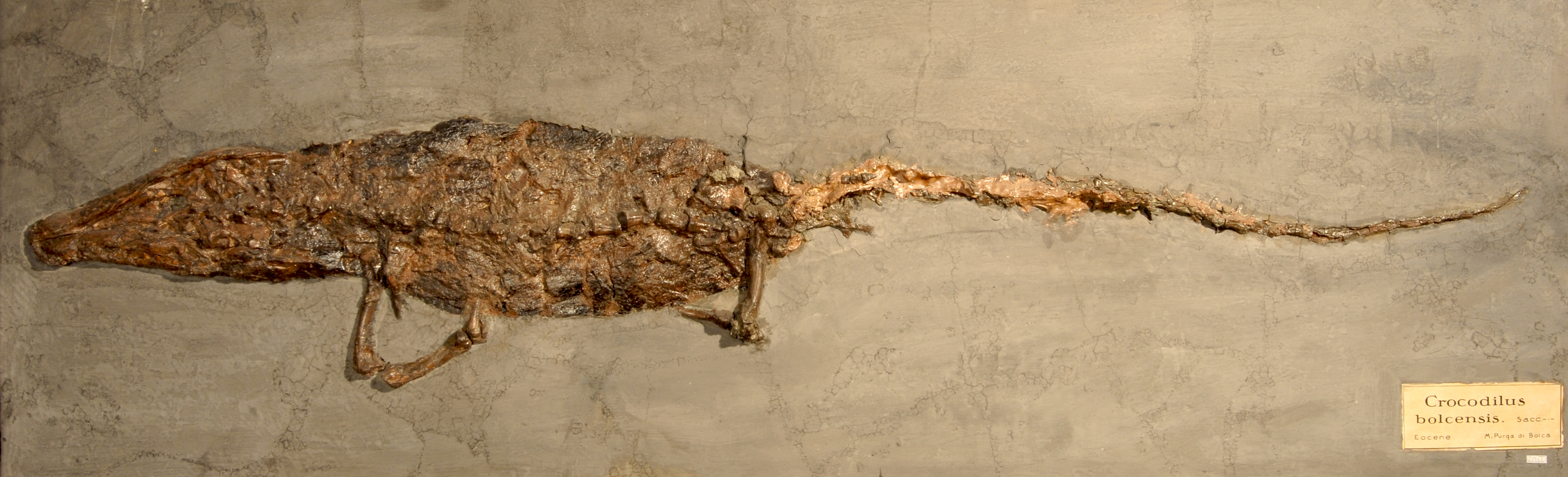 fossile (Coccodrillo, esemplare)