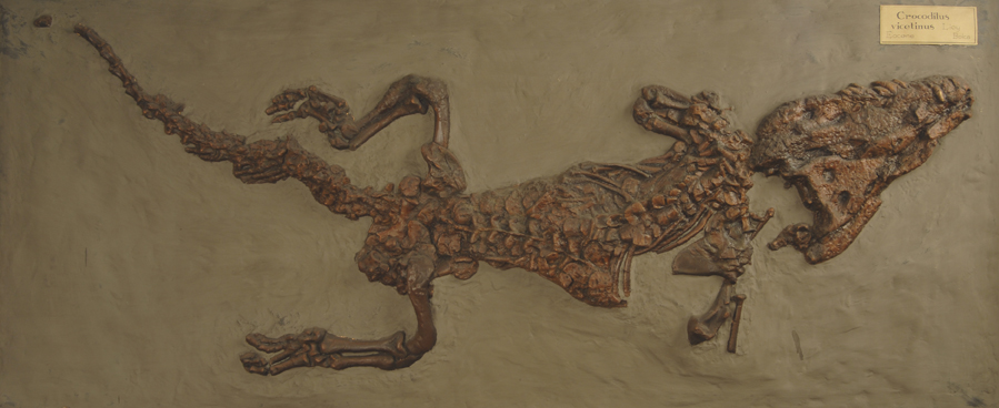 replica (Coccodrillo, esemplare)