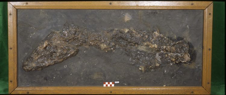 fossile (Coccodrillo, esemplare)