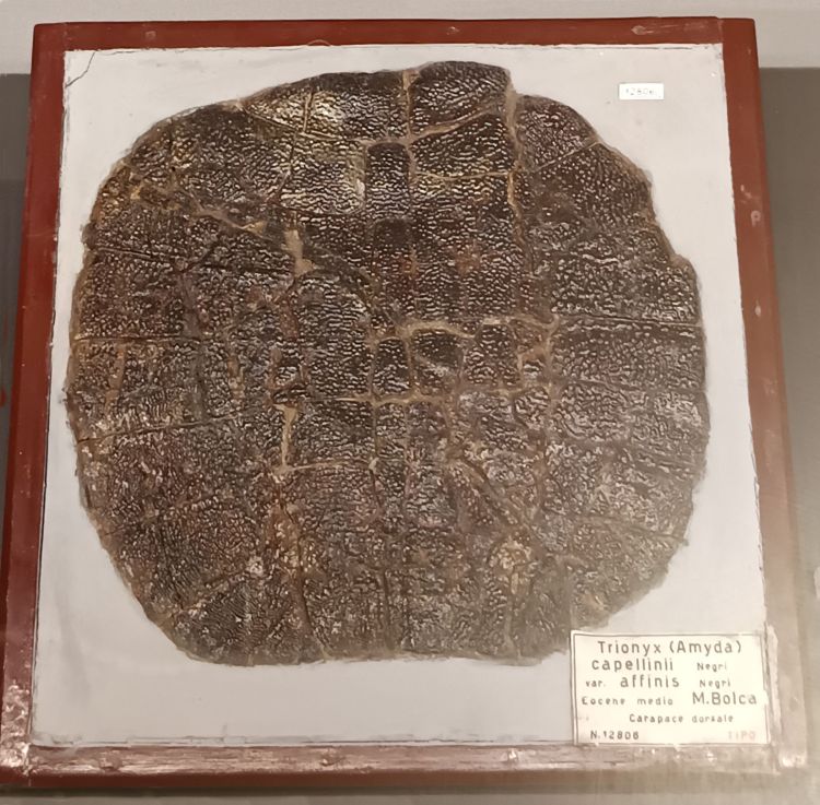 fossile (Tartaruga, esemplare)