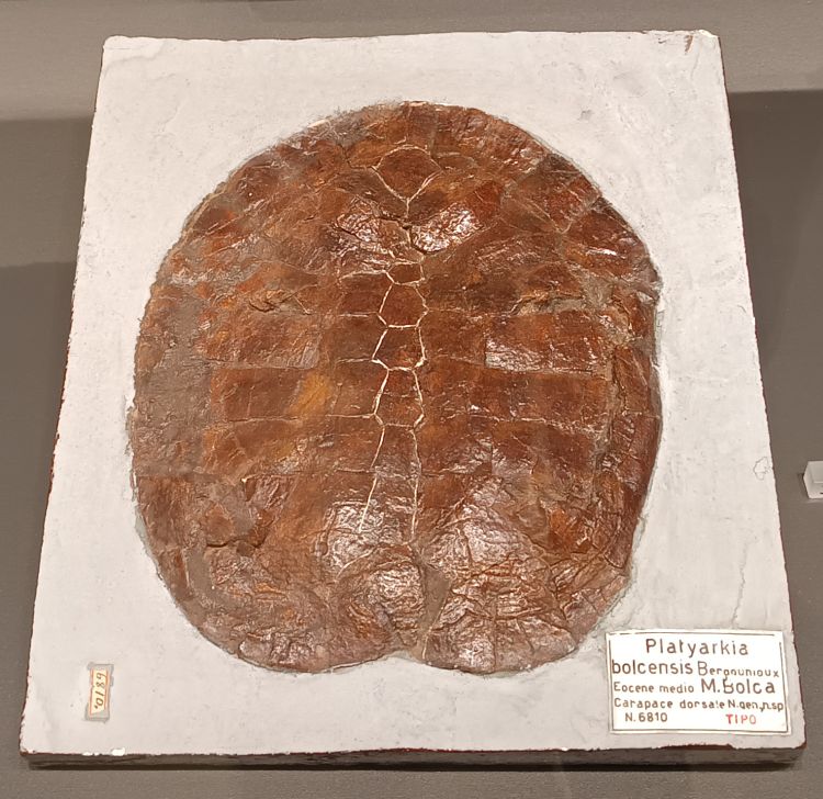 fossile (Tartaruga, esemplare)