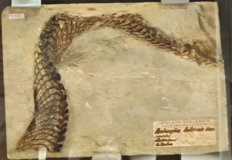 replica (Serpente, esemplare)