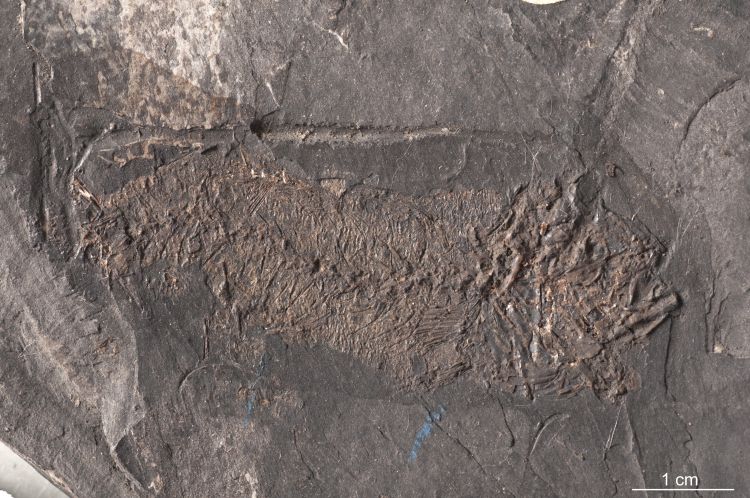 fossile (pesce su lastra)