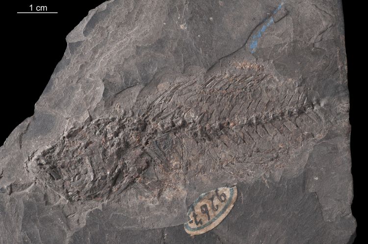 fossile (pesce su lastra)