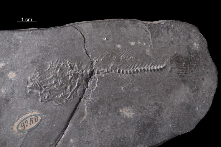 fossile (pesce su lastra)