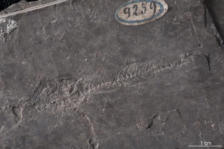 fossile (pesce su lastra)