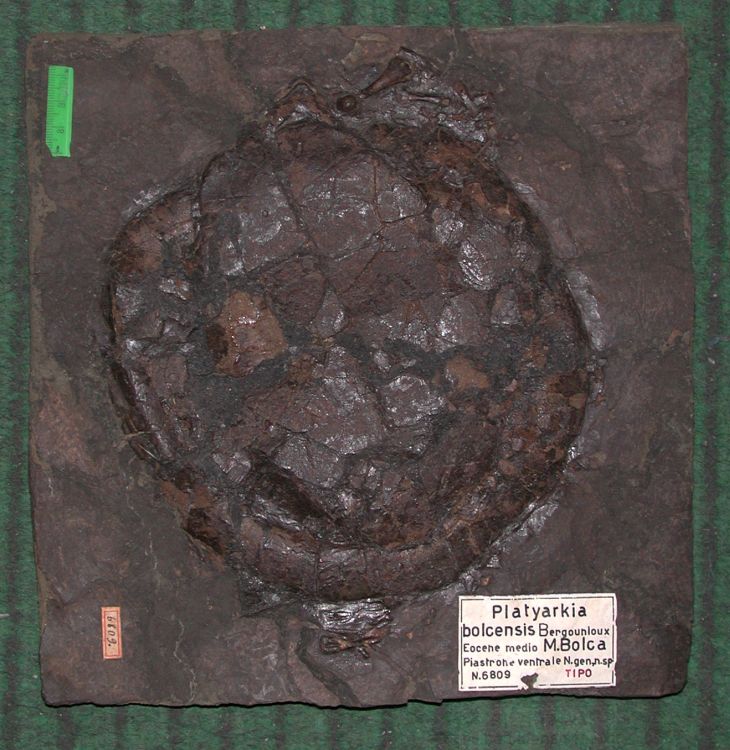 fossile (Tartaruga, esemplare)