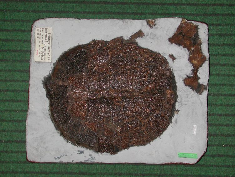 fossile (Tartaruga, esemplare)