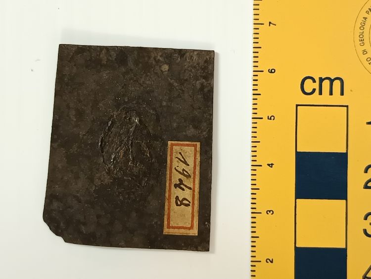 fossile (Insetto (Naucoride), esemplare)