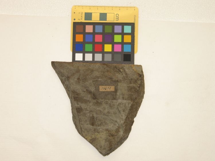 fossile (pesci indeterminati su lastra, associazione fossile)