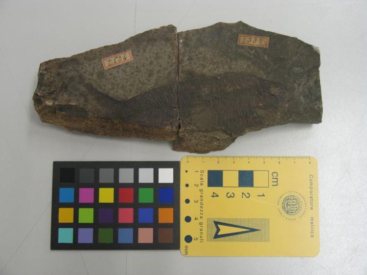 fossile (pesce su lastra)