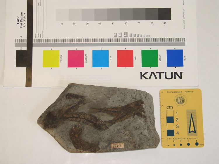 fossile (pesce indeterminato su lastra)