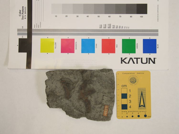 fossile (pesce indeterminato su lastra)