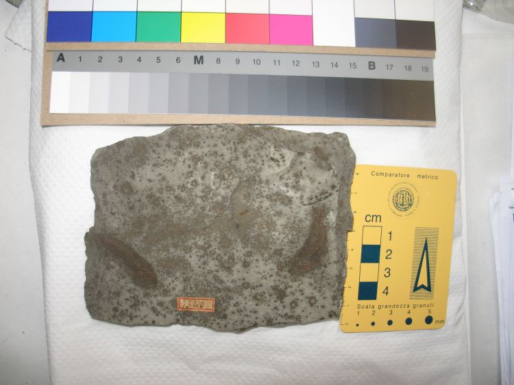 fossile (pesce indeterminato su lastra)