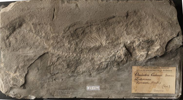 fossile (pesce su lastra)