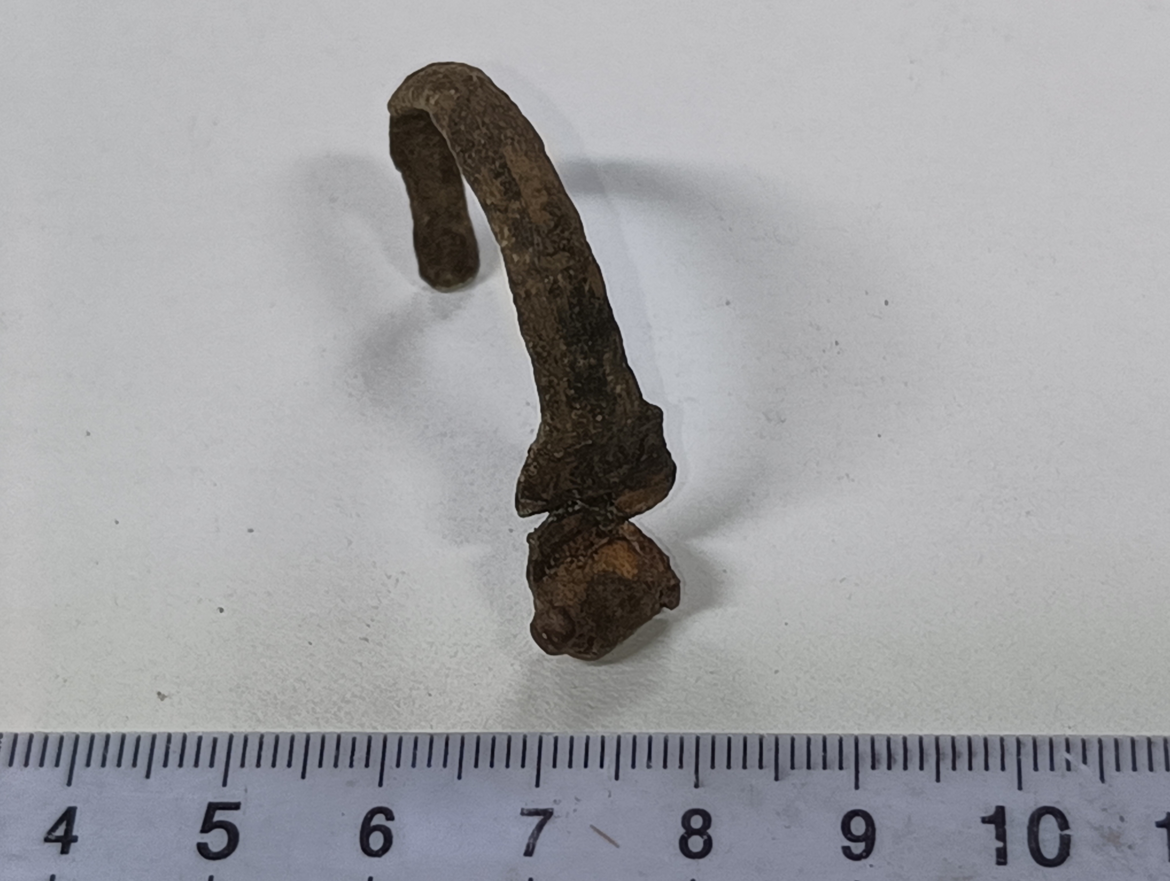 SINGOLO OGGETTO/ fibula, SECOLI/ ARCHI DI SECOLI/ I a.C. - I d.C