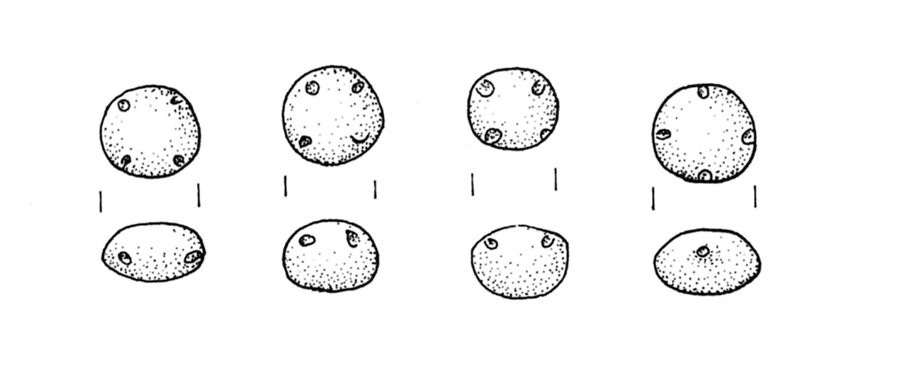 vaghi - ambito veneto (fine/ inizio SECOLI/ ARCHI DI SECOLI/ VII-VI a.C)